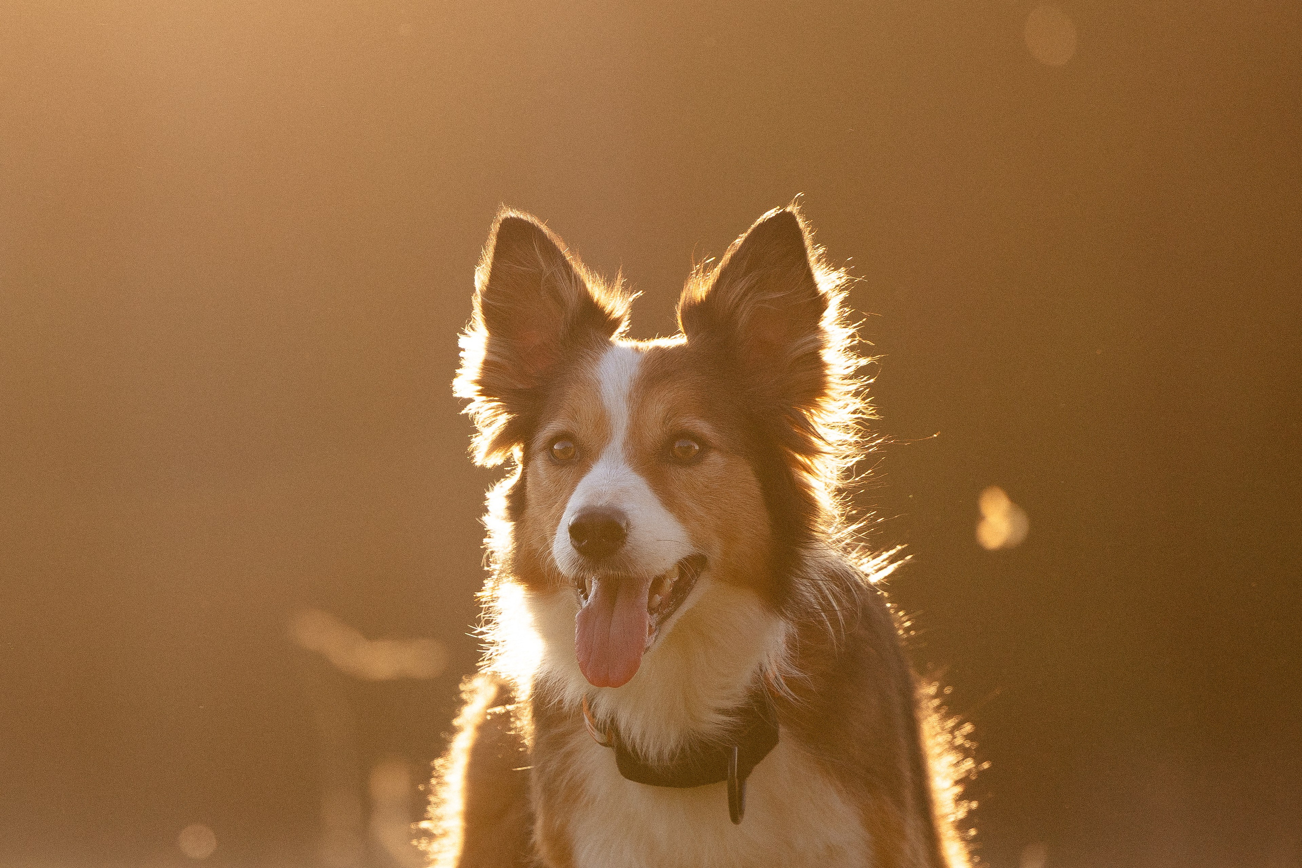 Разношерстная компания. Фотограф и видеограф анималист Аганина Дарья