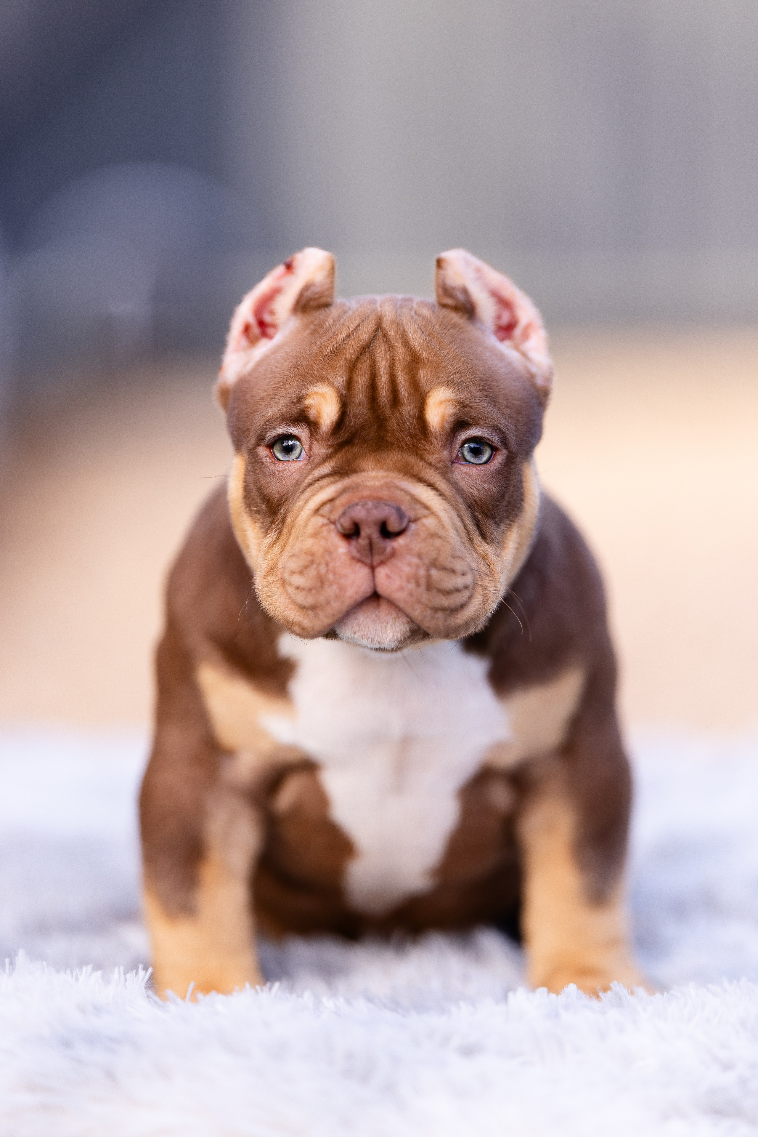 Булли. Фотограф и видеограф анималист Аганина Дарья