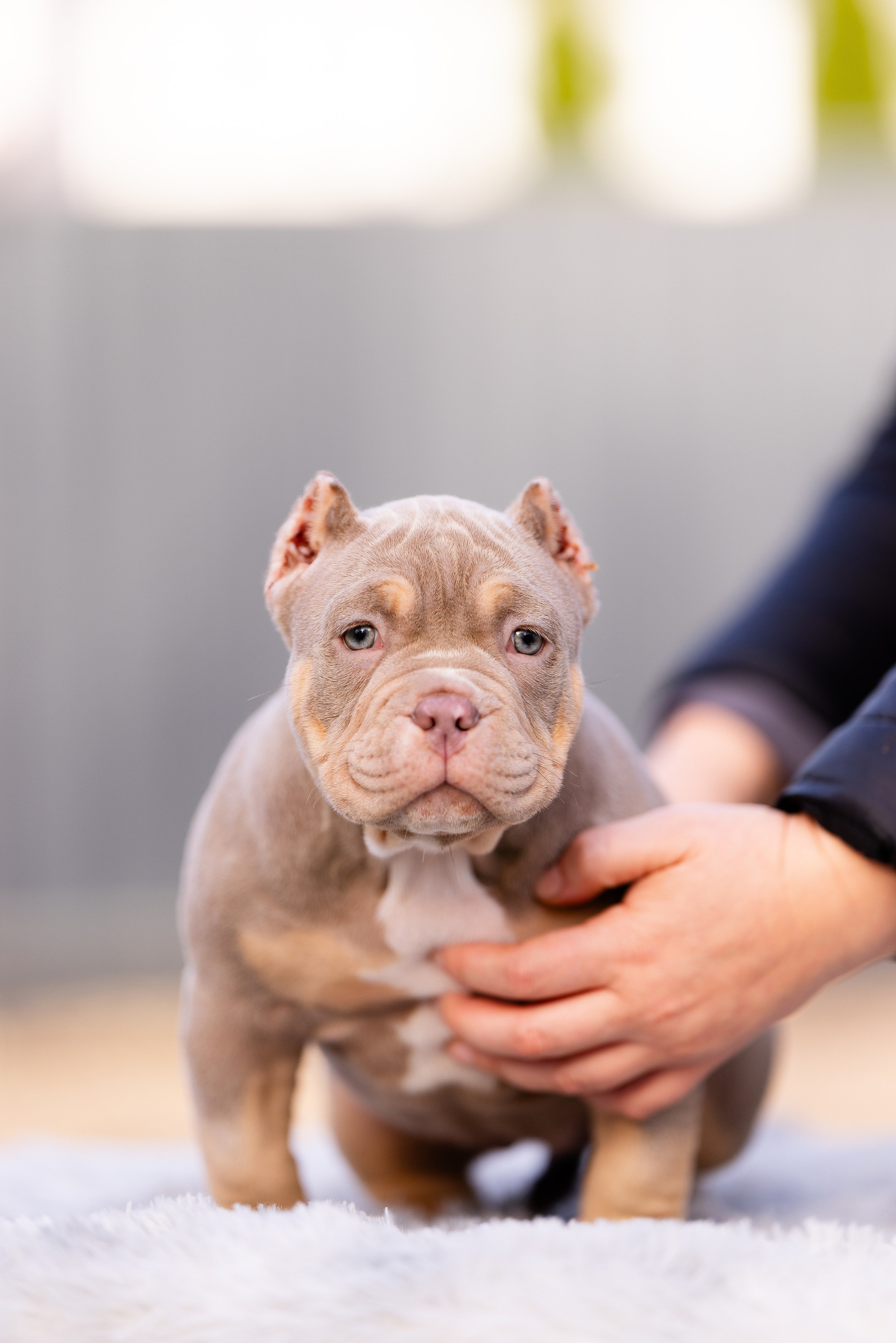 Булли. Фотограф и видеограф анималист Аганина Дарья