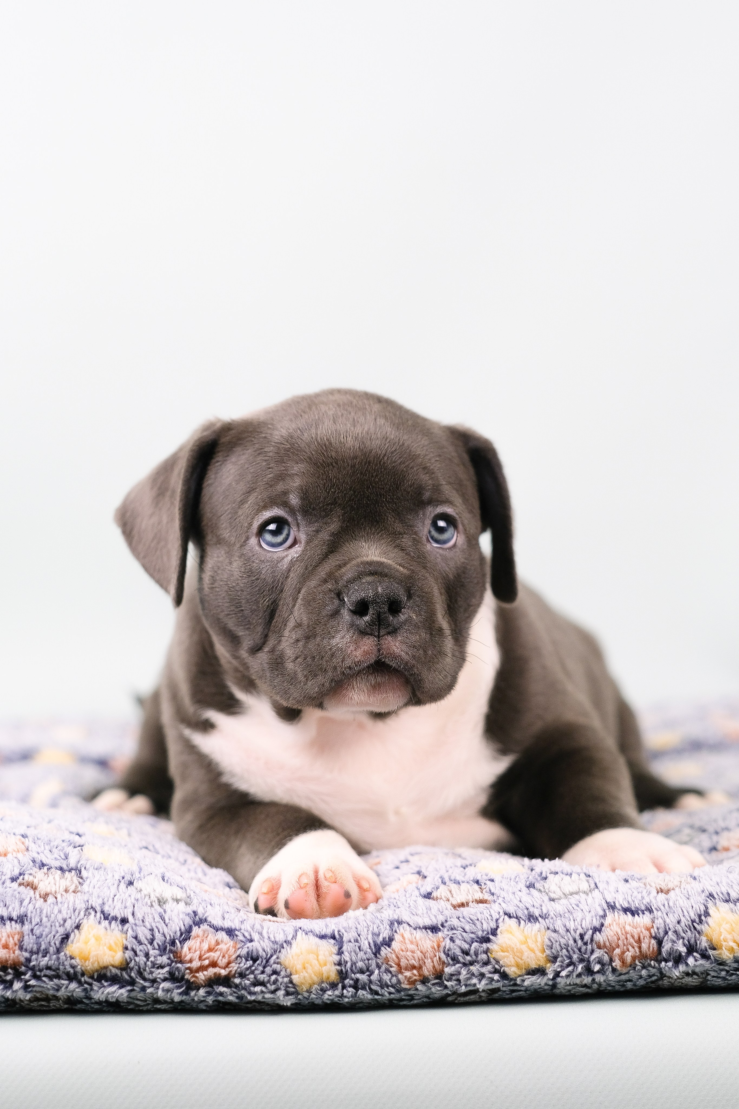 Американский Булли. Фотограф и видеограф анималист Аганина Дарья