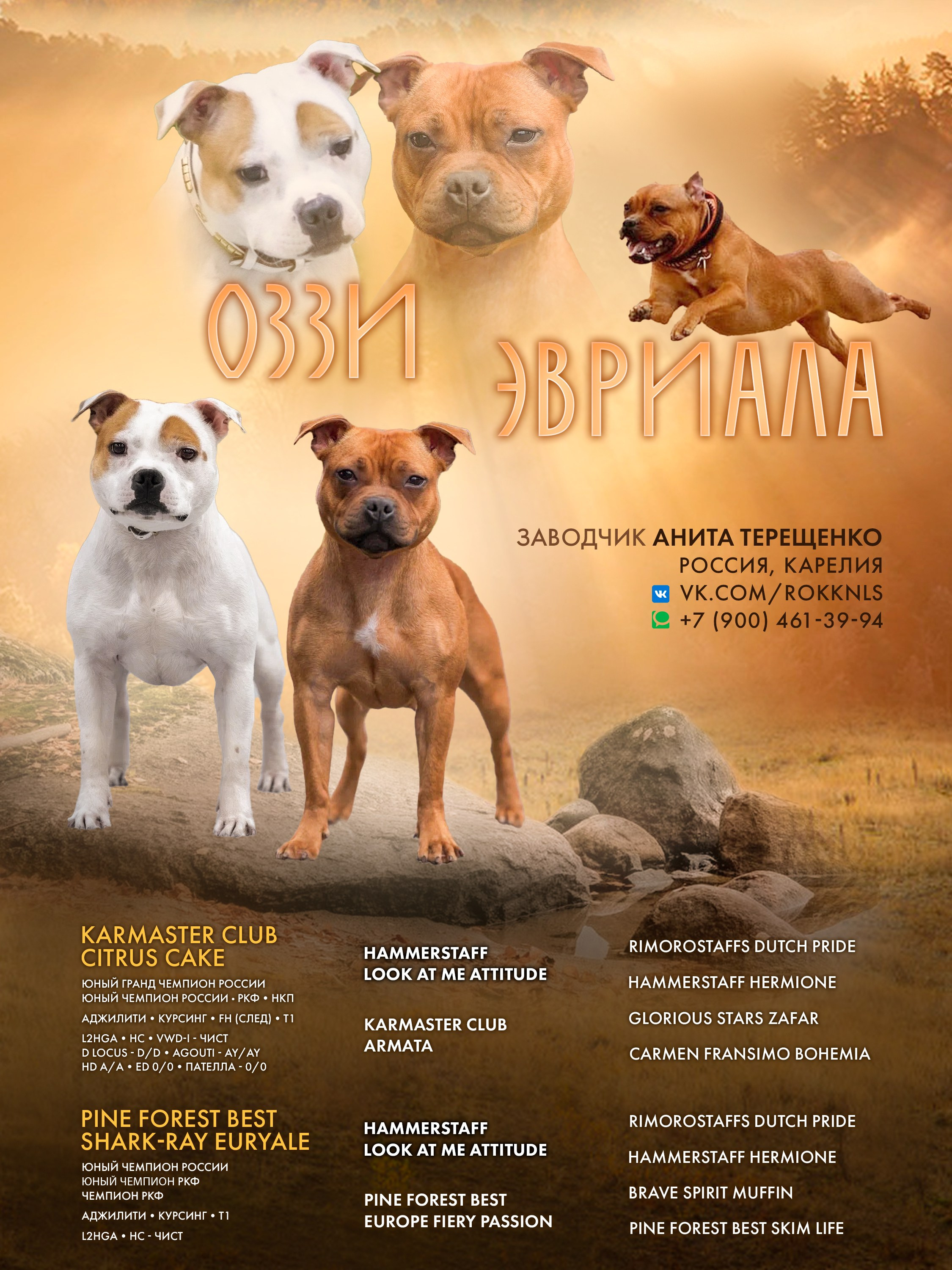 Дизайн. Фотограф-анималист в Калуге Мария Шерскова