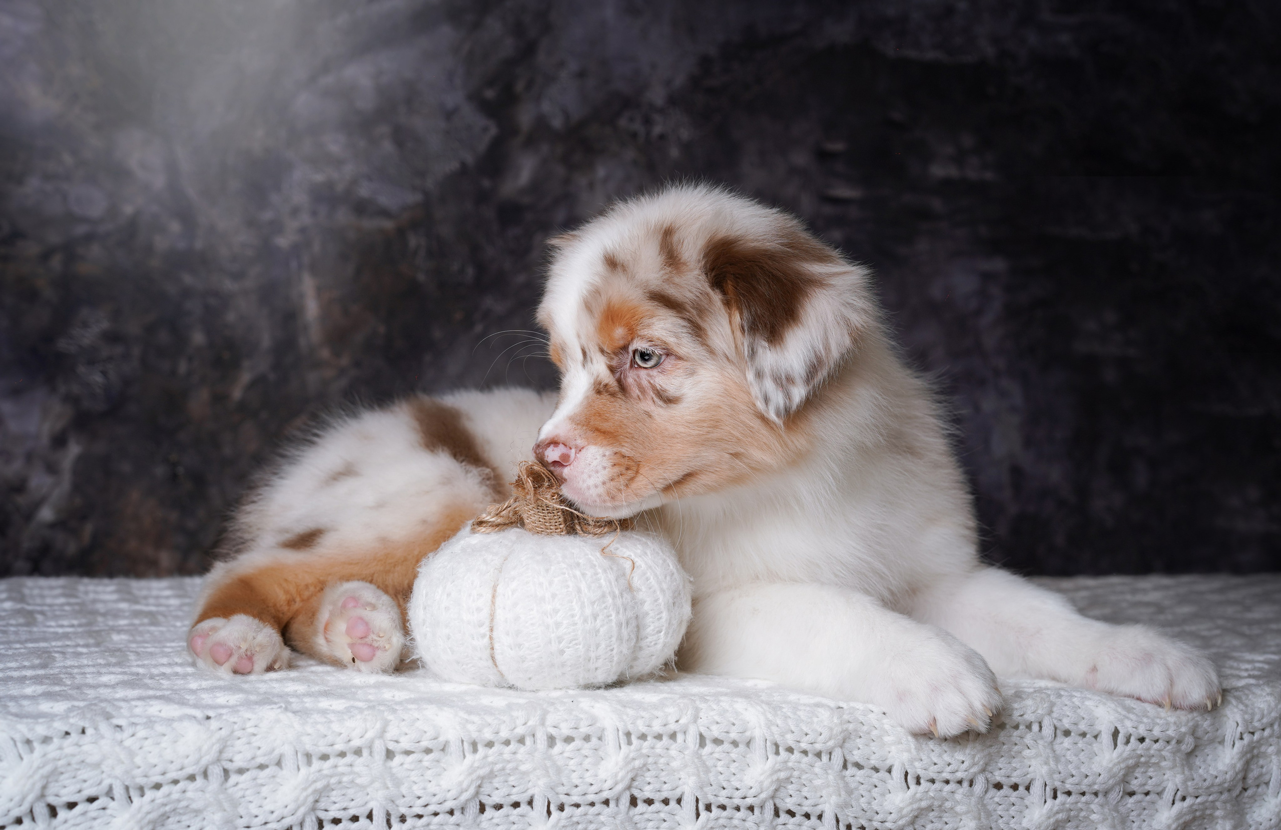Щенки аусси. Фотограф-анималист в Санкт-Петербурге Яна Мартынова