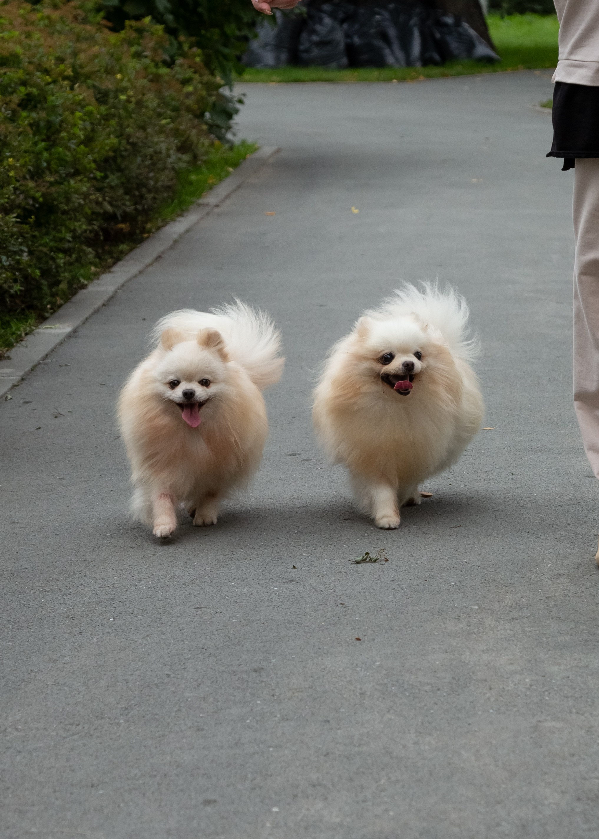Фотосессия с животными. Фотограф в Барнауле Татьяна Чурикова