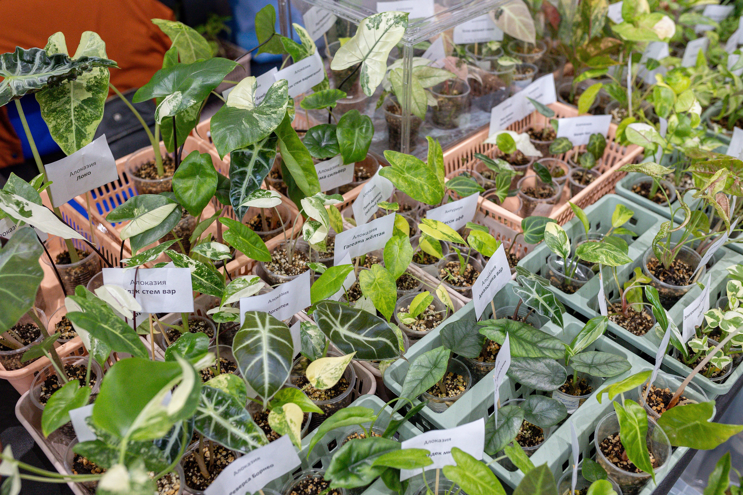 Монстериум апрель 2025. Александра Куликова фотограф, Москва