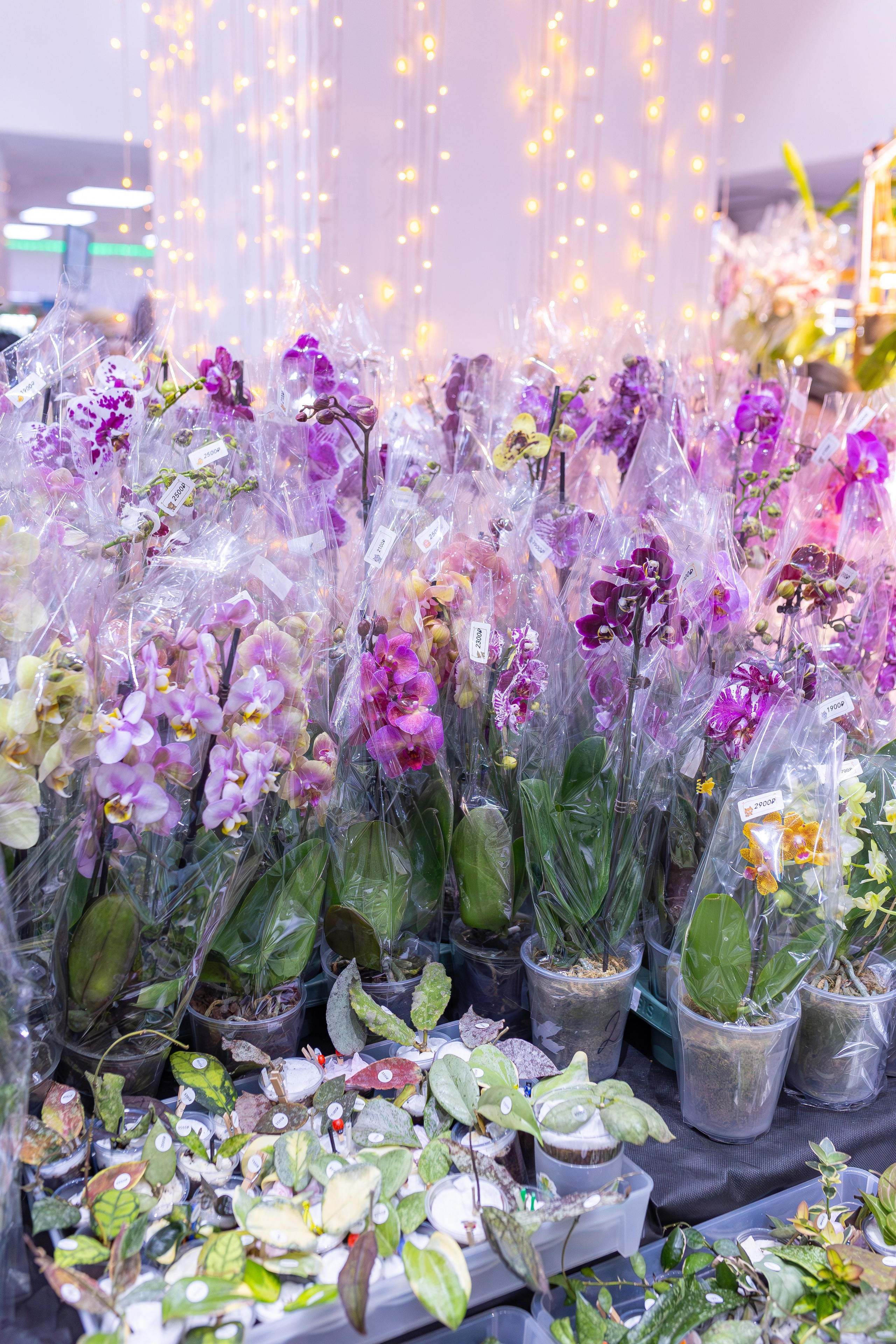 Орхидиум 12.2025. Александра Куликова фотограф, Москва