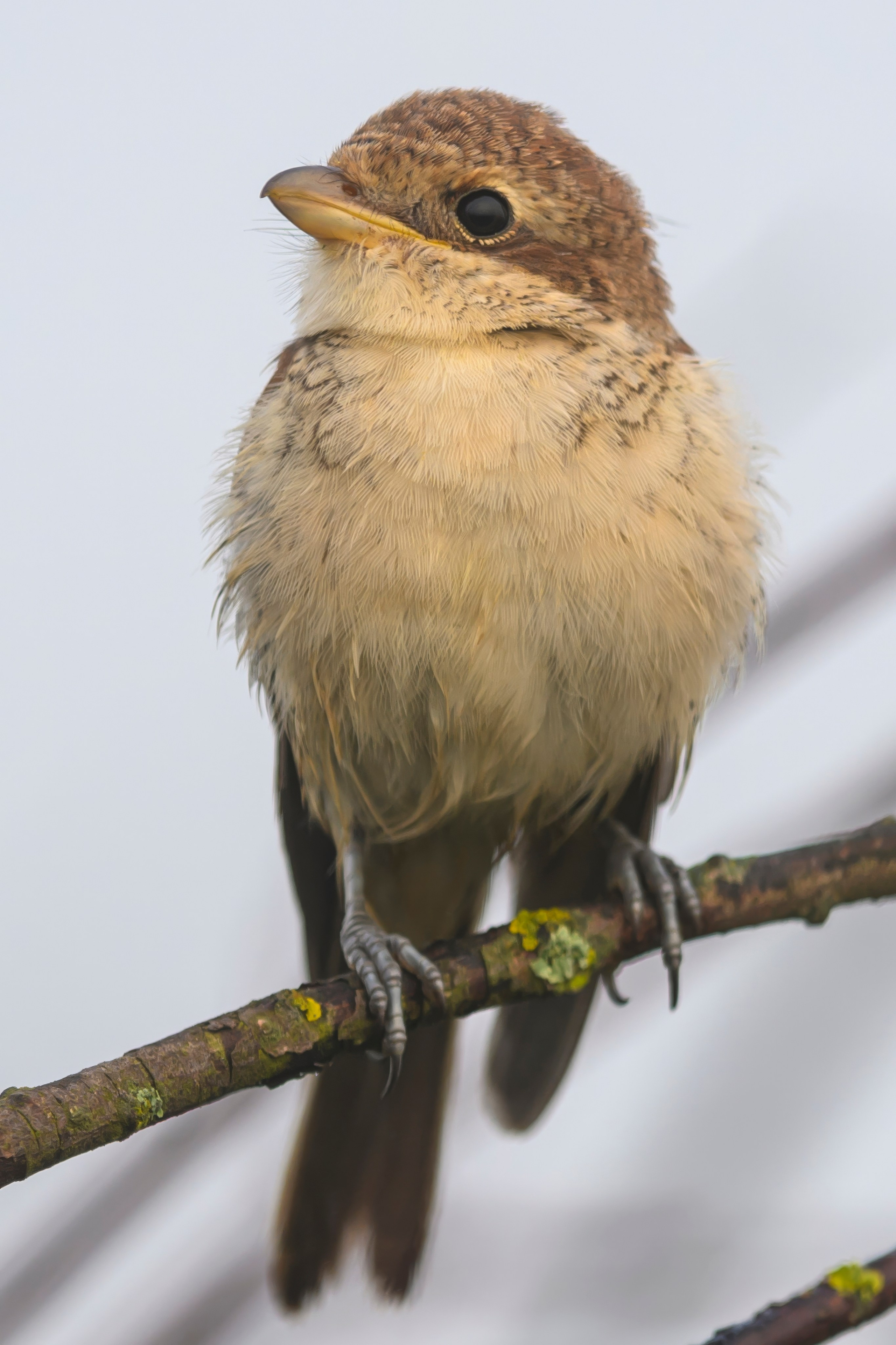 Совята и жуланы. Owlets and Shrikes. Фотограф Сергей Пупонин