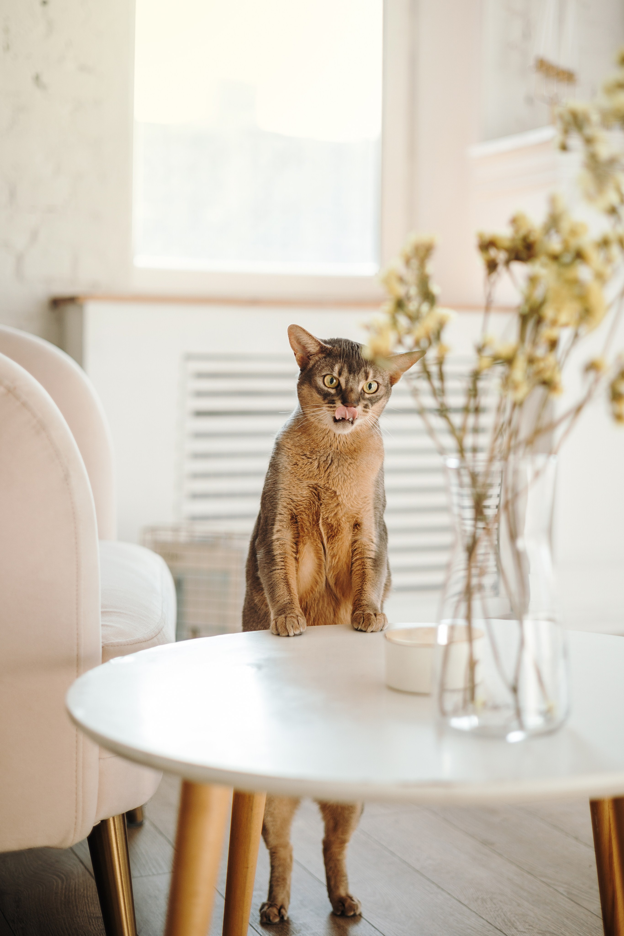 Циско и его семья. Фотограф — Анималист | Санкт-Петербург