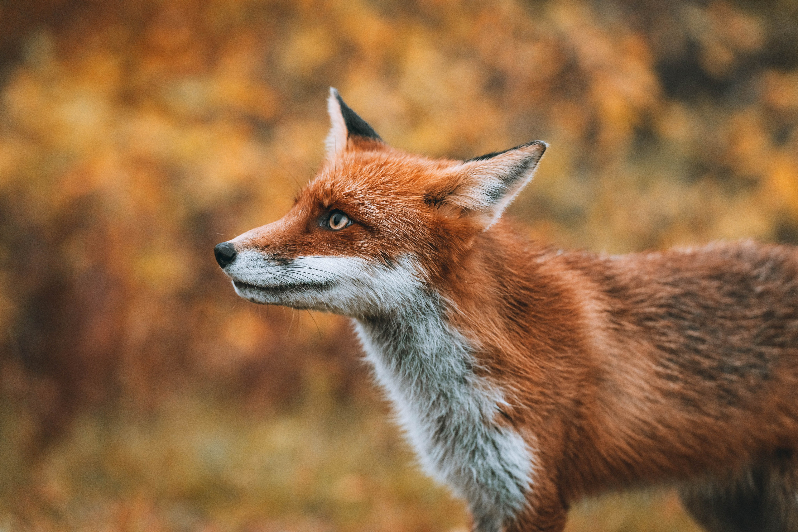СЕВЕР. Event фотограф Степанова Александра