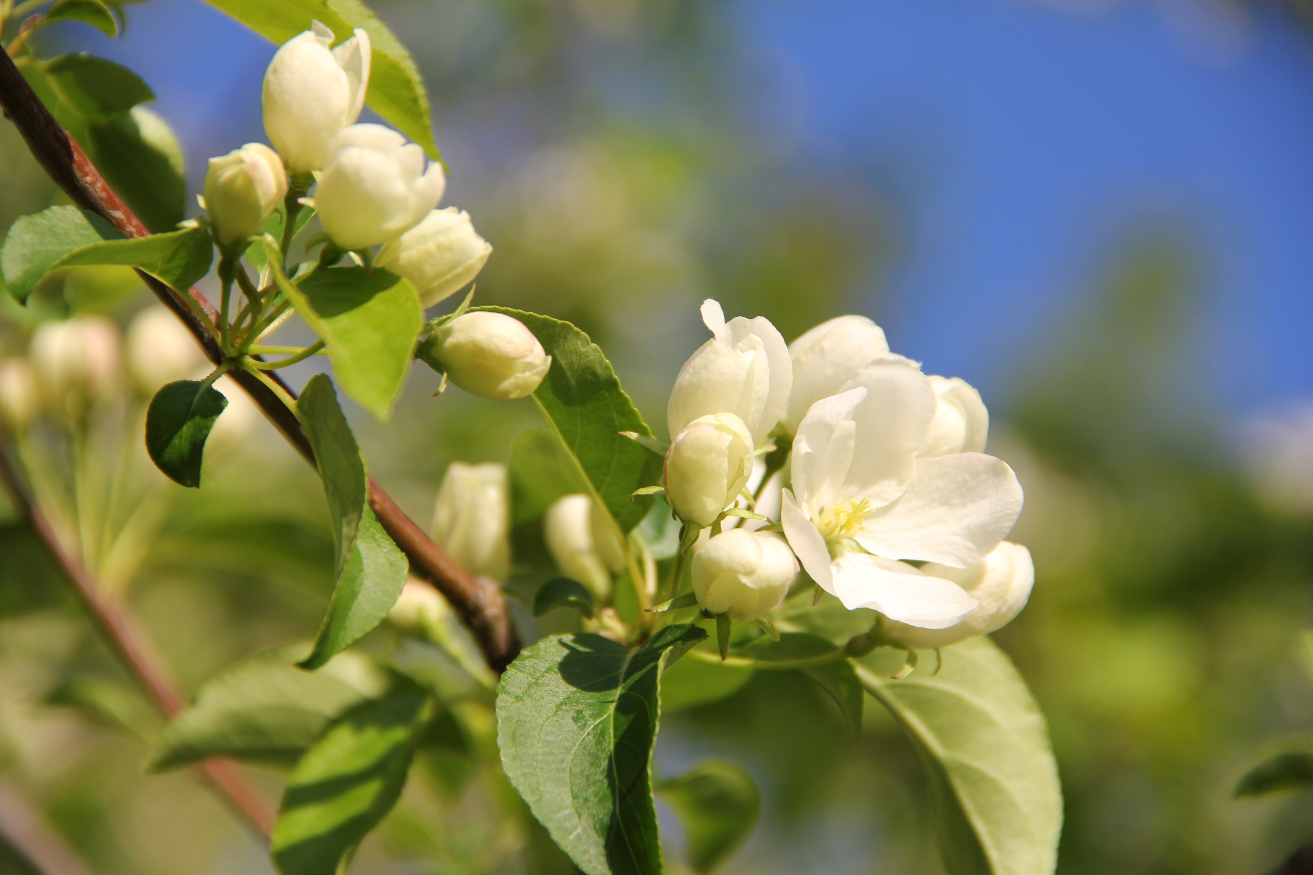 Весна. Ваш фотограф Северск | Томск