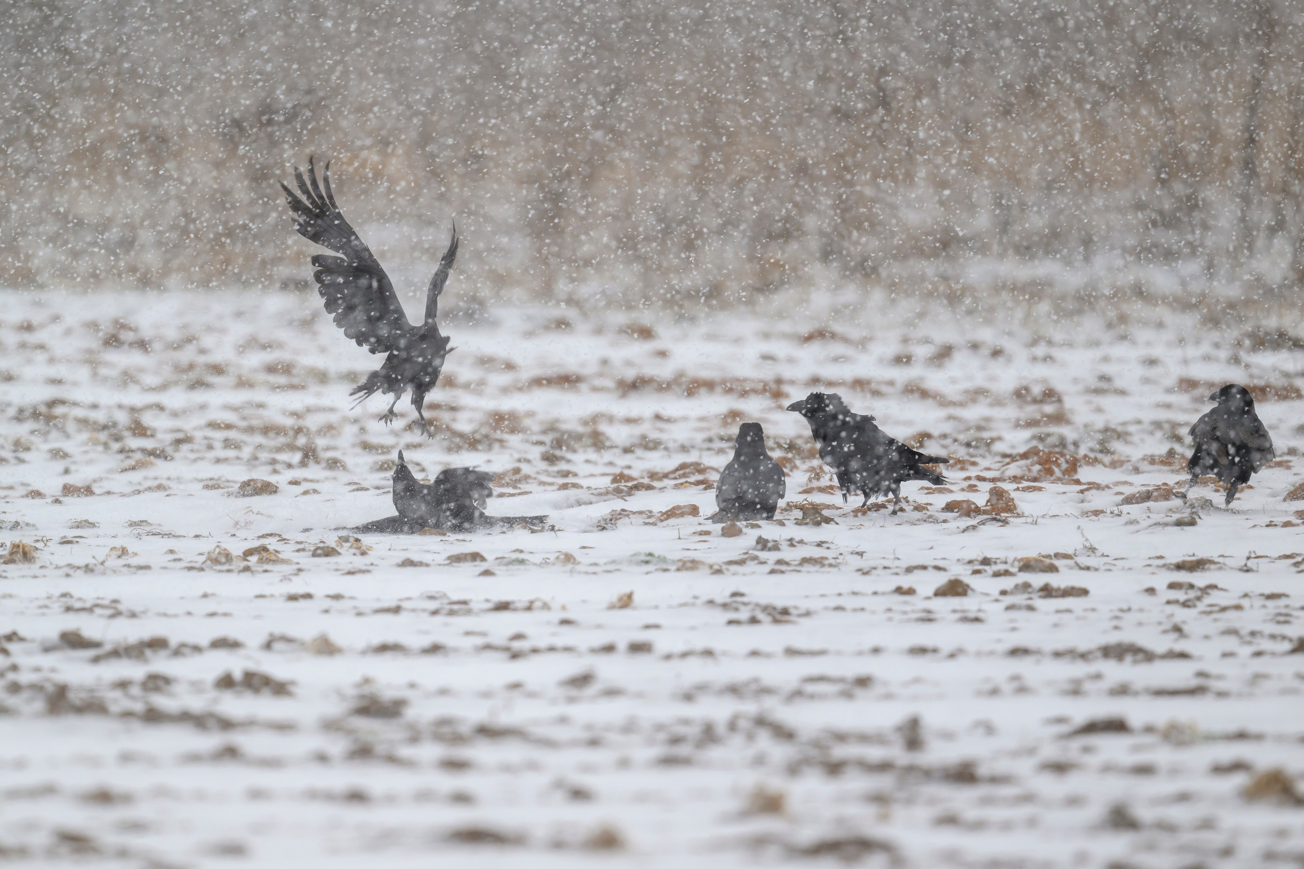 Метель. Фотограф Сергей Пупонин