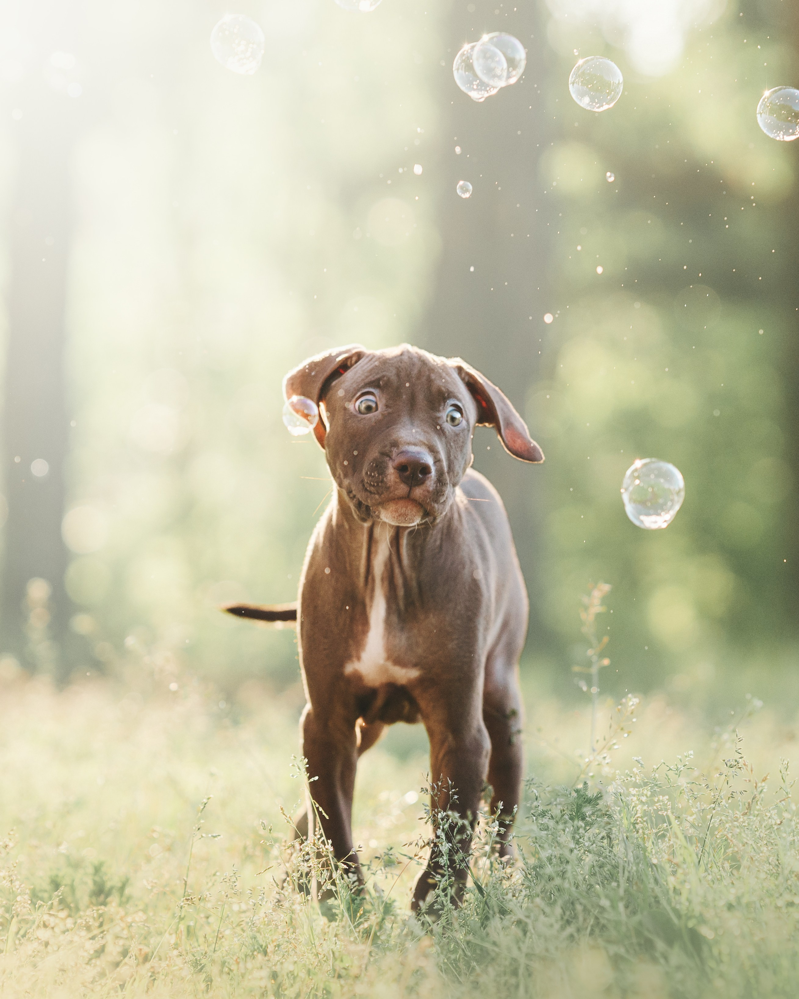 АПБТ. Фотограф анималист Осипчикова Мария