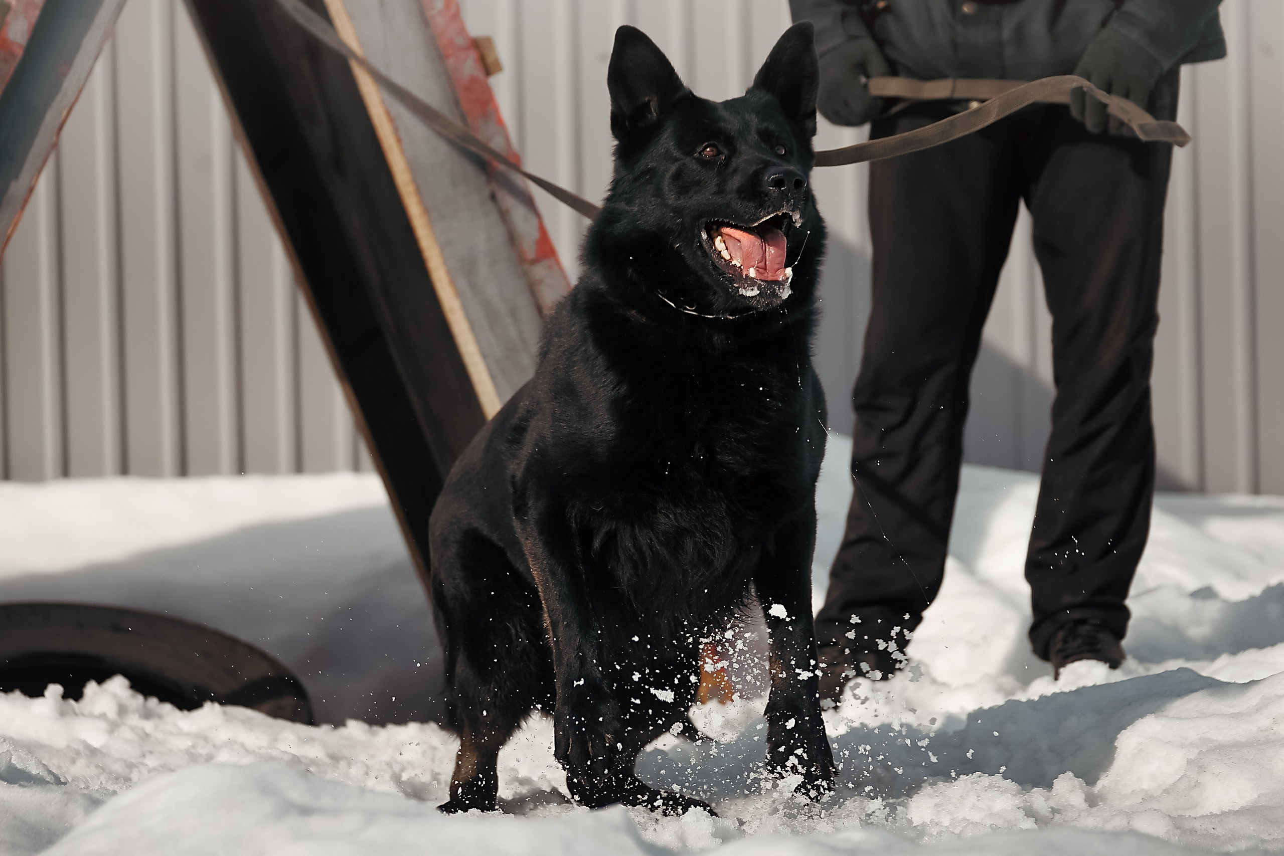 Репортажная съемка. Фотограф-анималист Нижний Новгород