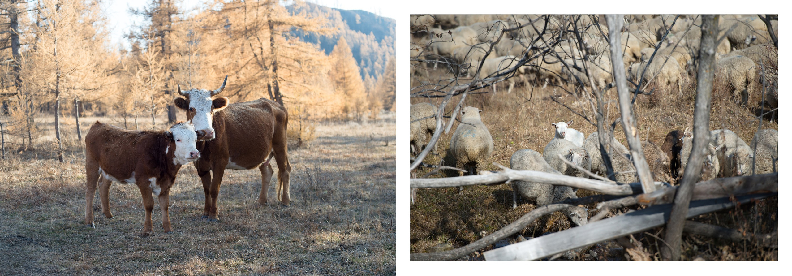 Алтай для Юли. Фотограф Алиса Калинина