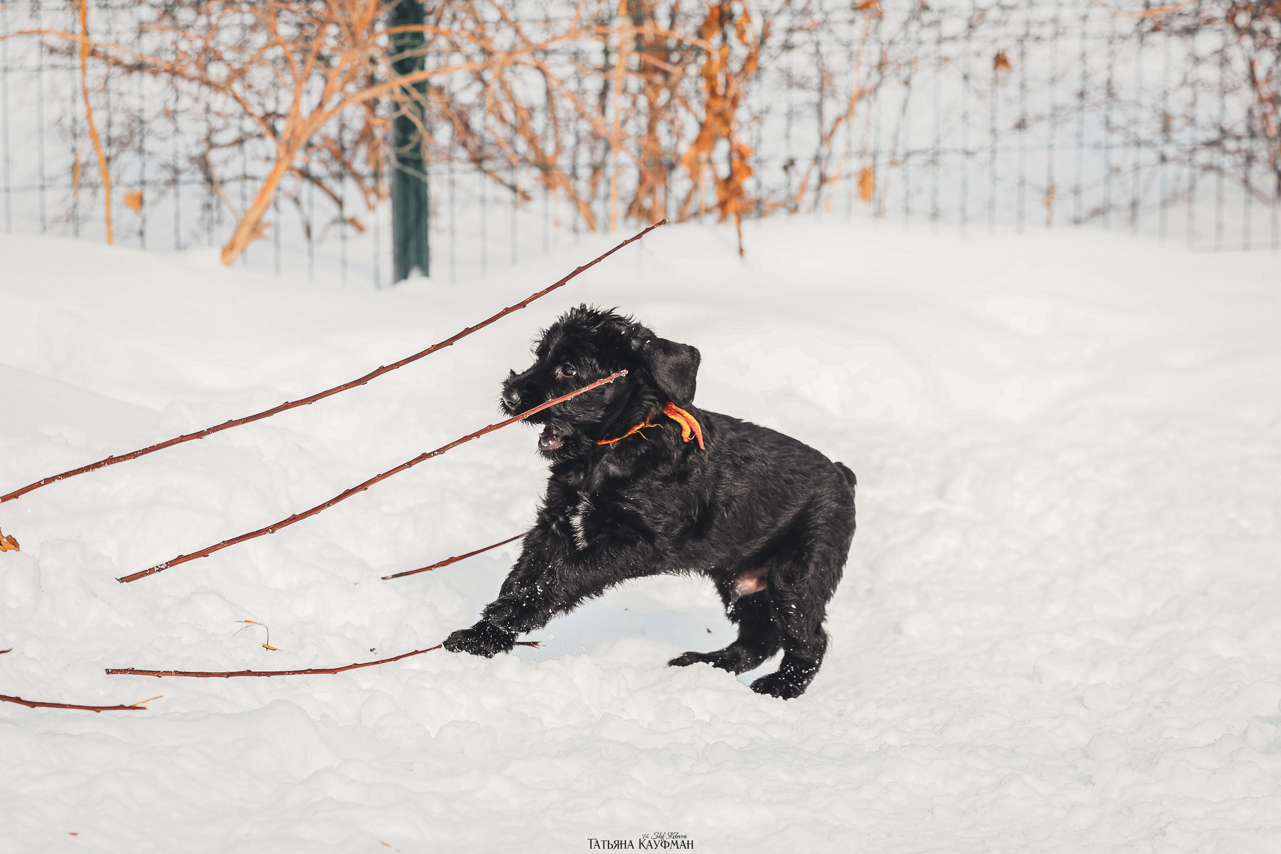 Ризеншнауцер, щенки ризеншнауцера, купить ризеншнауцера, купить щенка, ризеншнауцер Новосибирск, фотосъемка щенков, фотосессия собак, заказать фотосессию, фотографии щенков, сфотографировать щенка, фотограф Анималист, фотограф собак Новосибирск, фотограф анималист Новосибирск