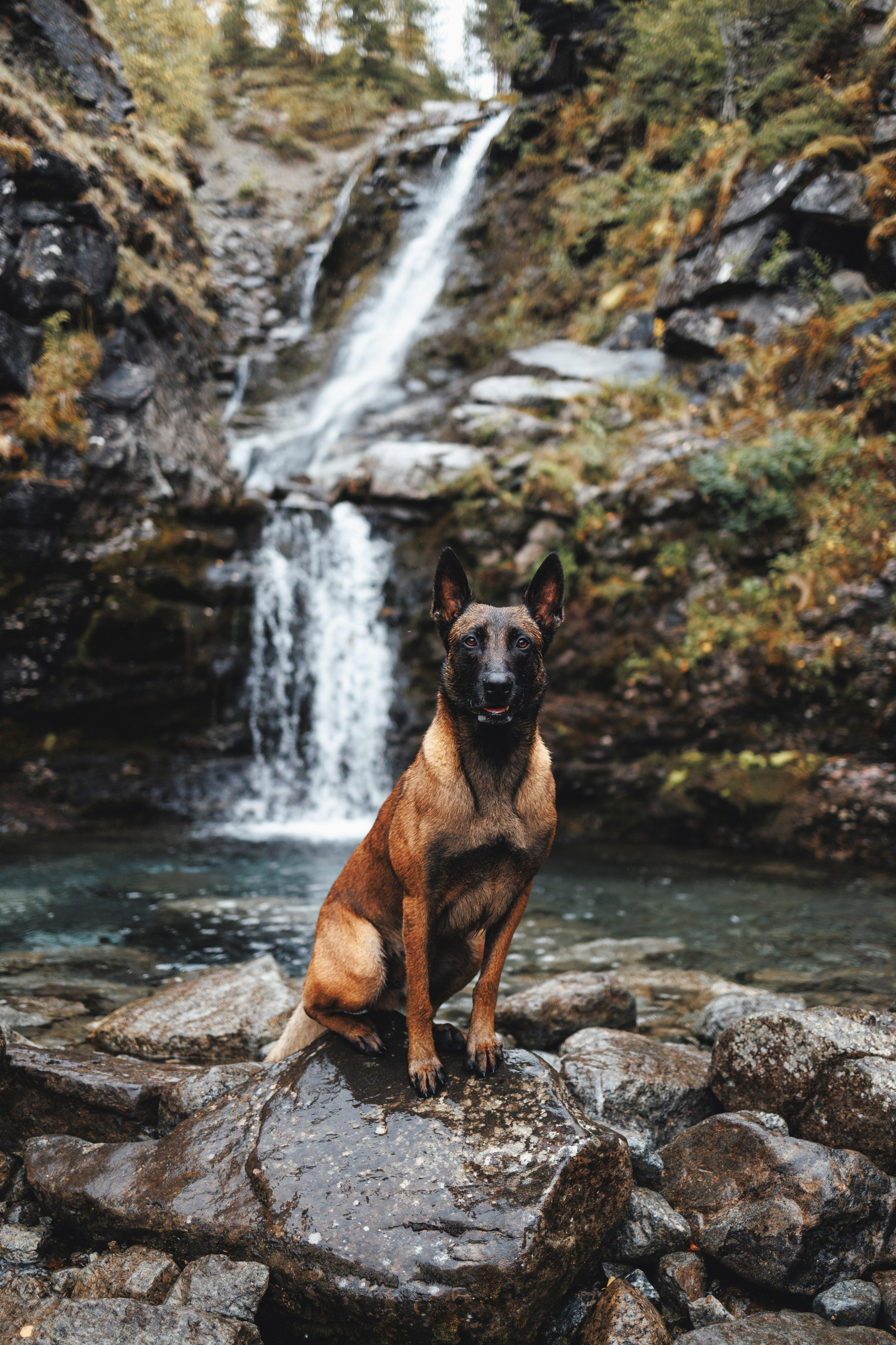 Водопад. Фотограф-анималист Анна Маринич