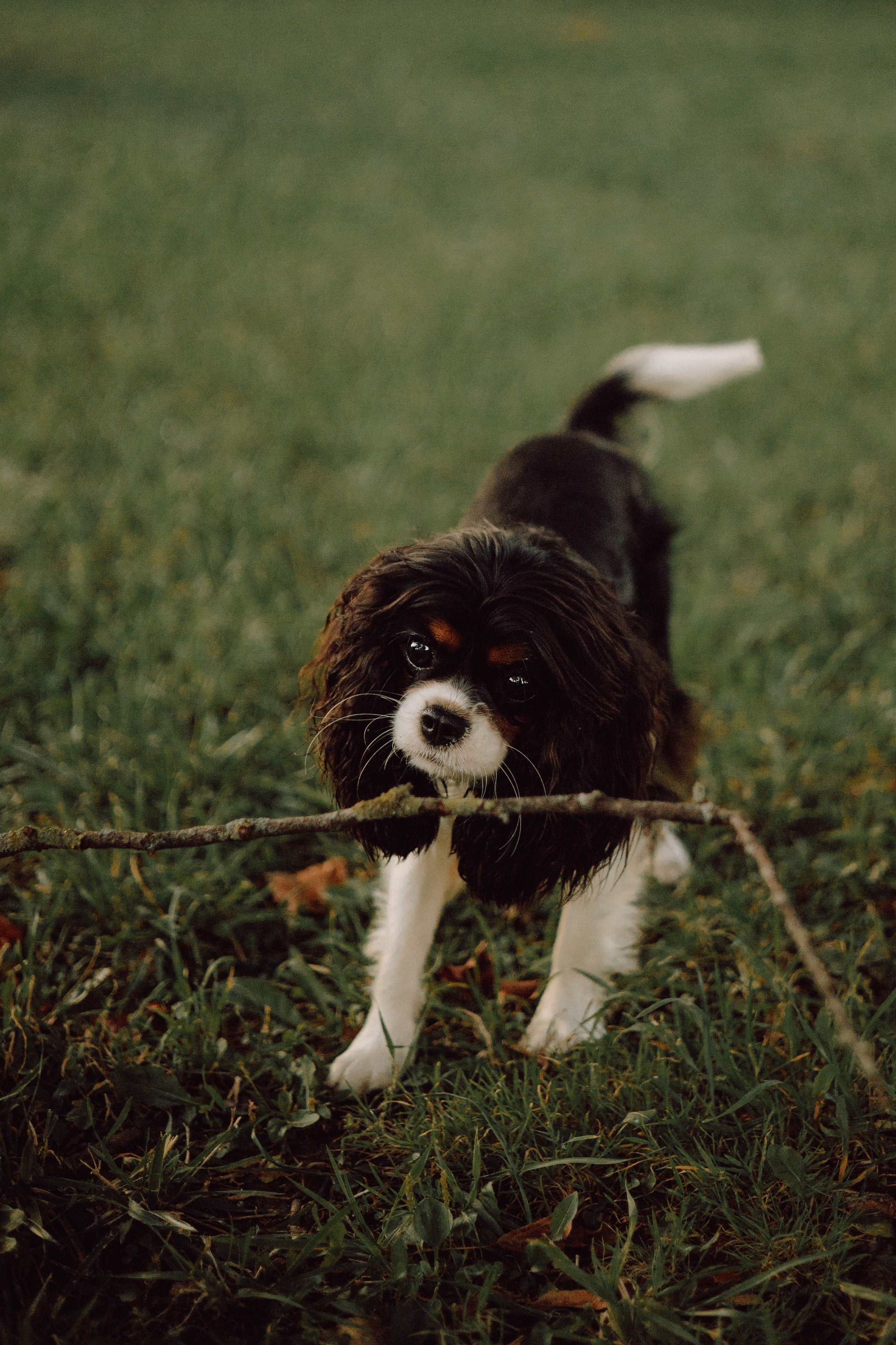Один день из жизни Стеши и её родных. Фотограф — анималист •love-story•|Санкт-Петербург