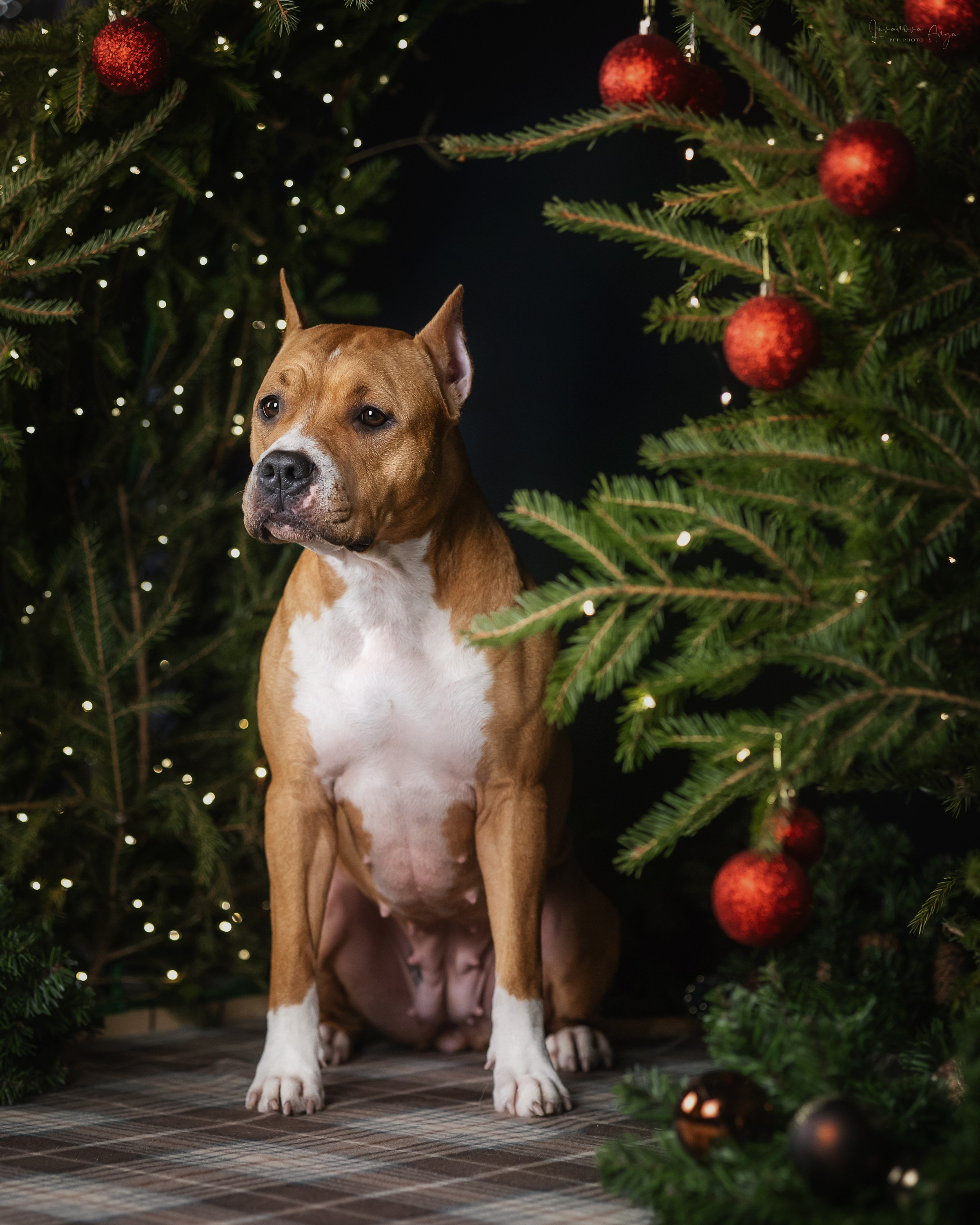 Фотодень_3 2025. Фотограф анималист Аня Ливанова | Рыбинск