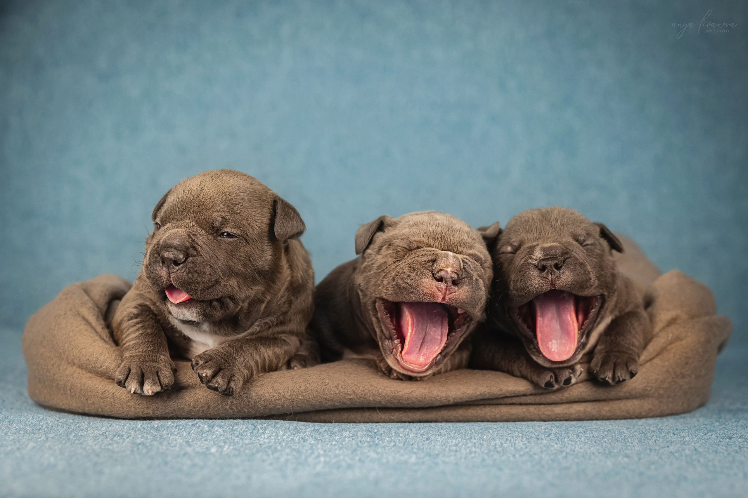 Амбулли. Фотограф анималист Аня Ливанова | Рыбинск