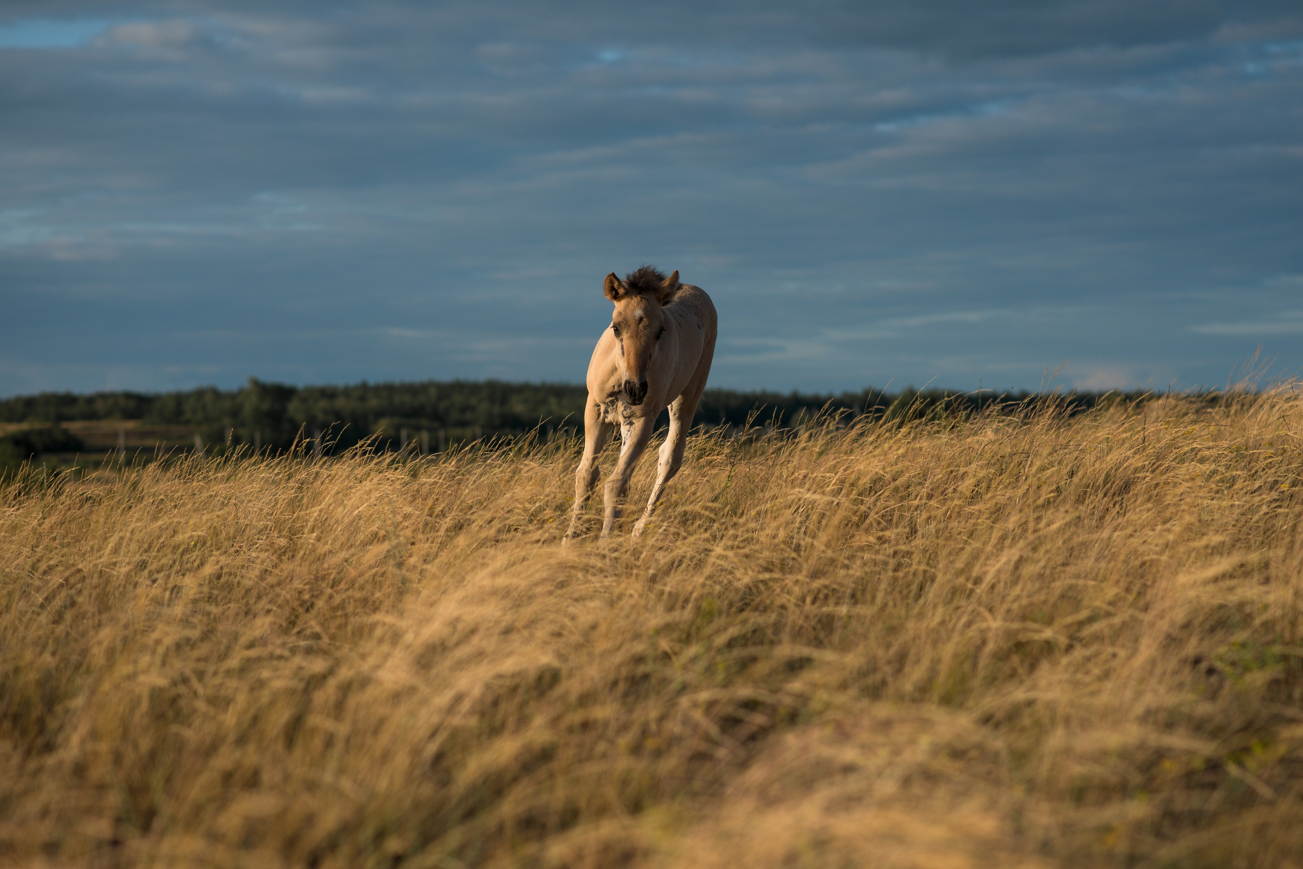 Лошади. Конный фотограф в Саратове Юлия Иванова