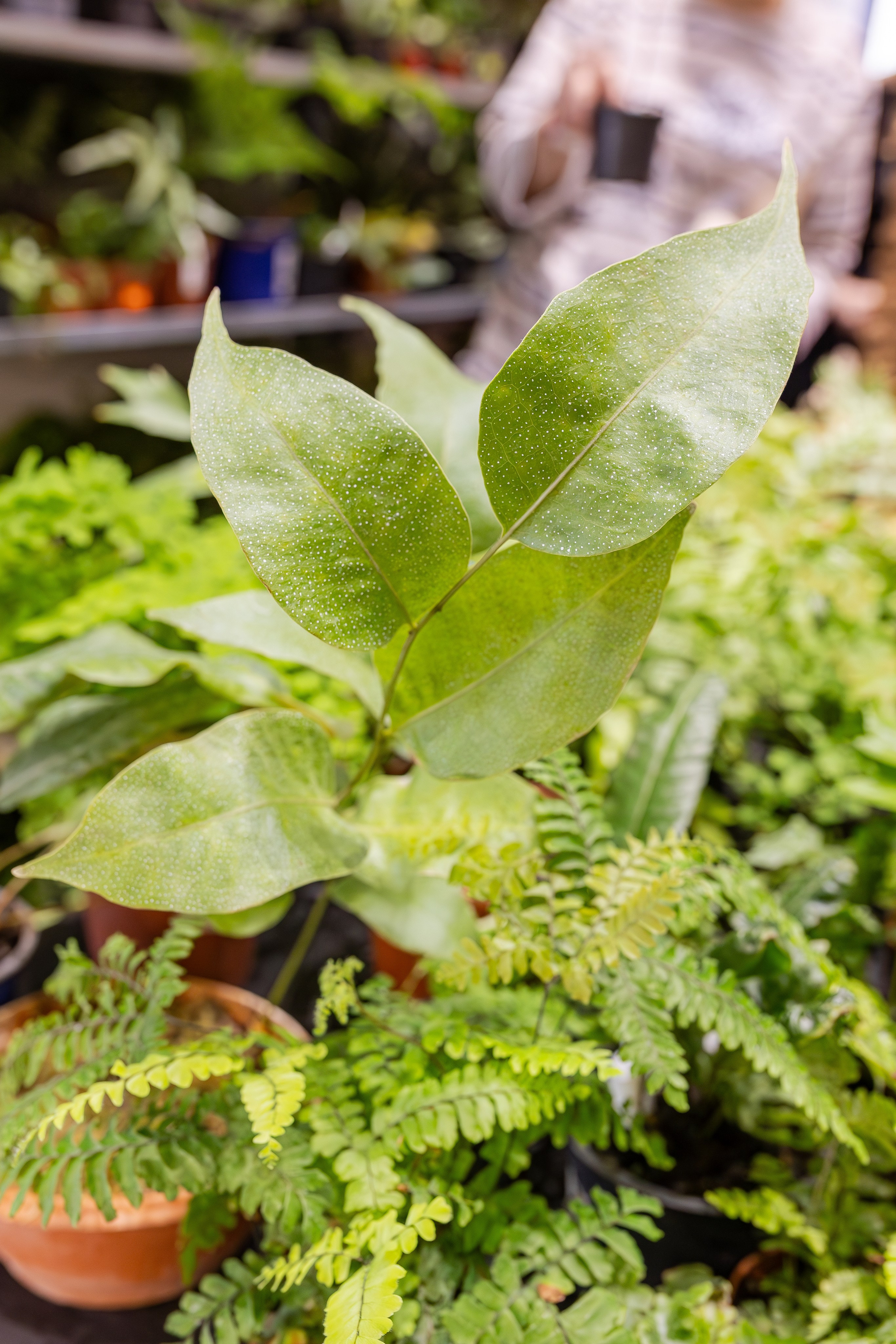 Монстериум апрель 2026. Александра Куликова фотограф, Москва