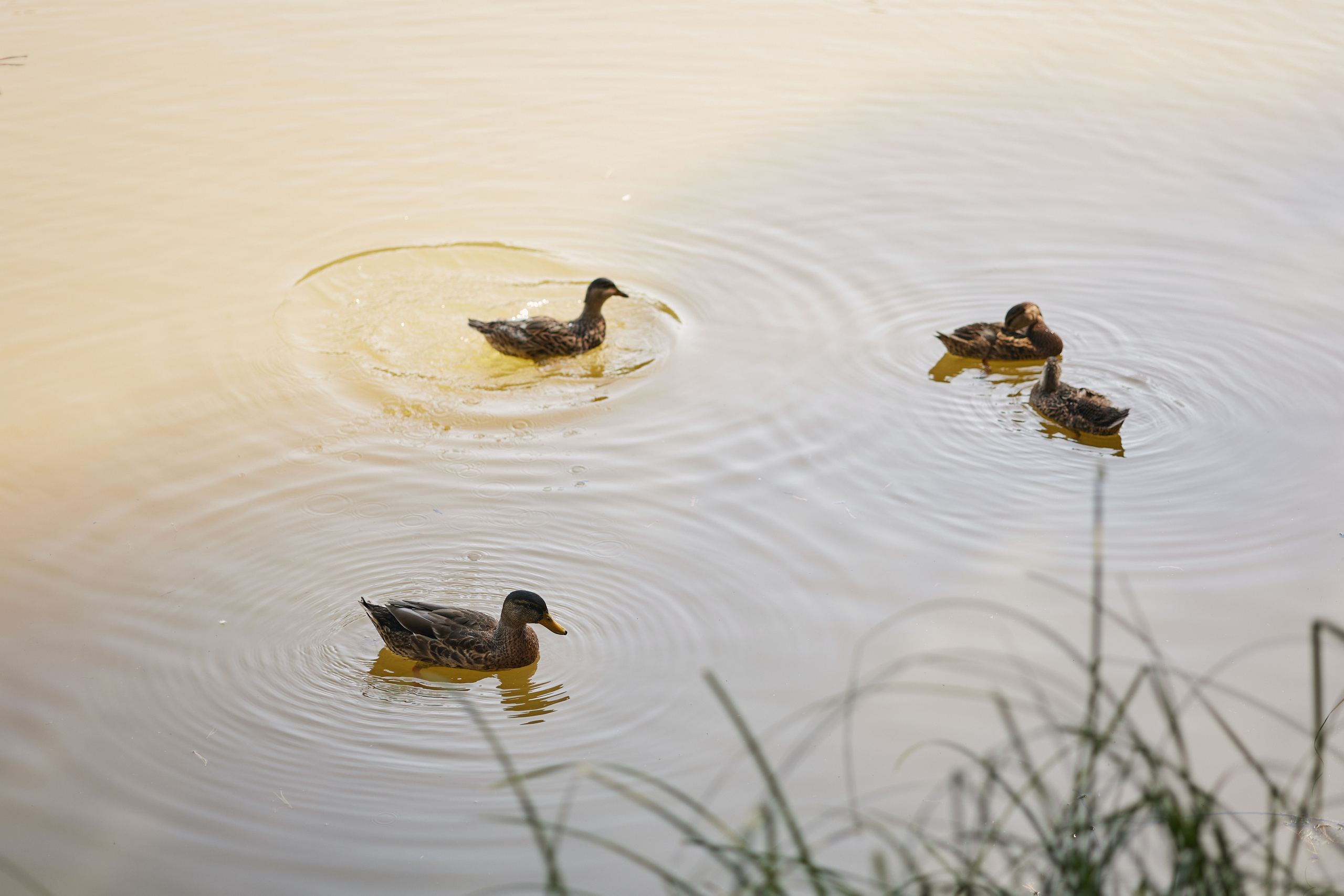 Виолетта и Евгений