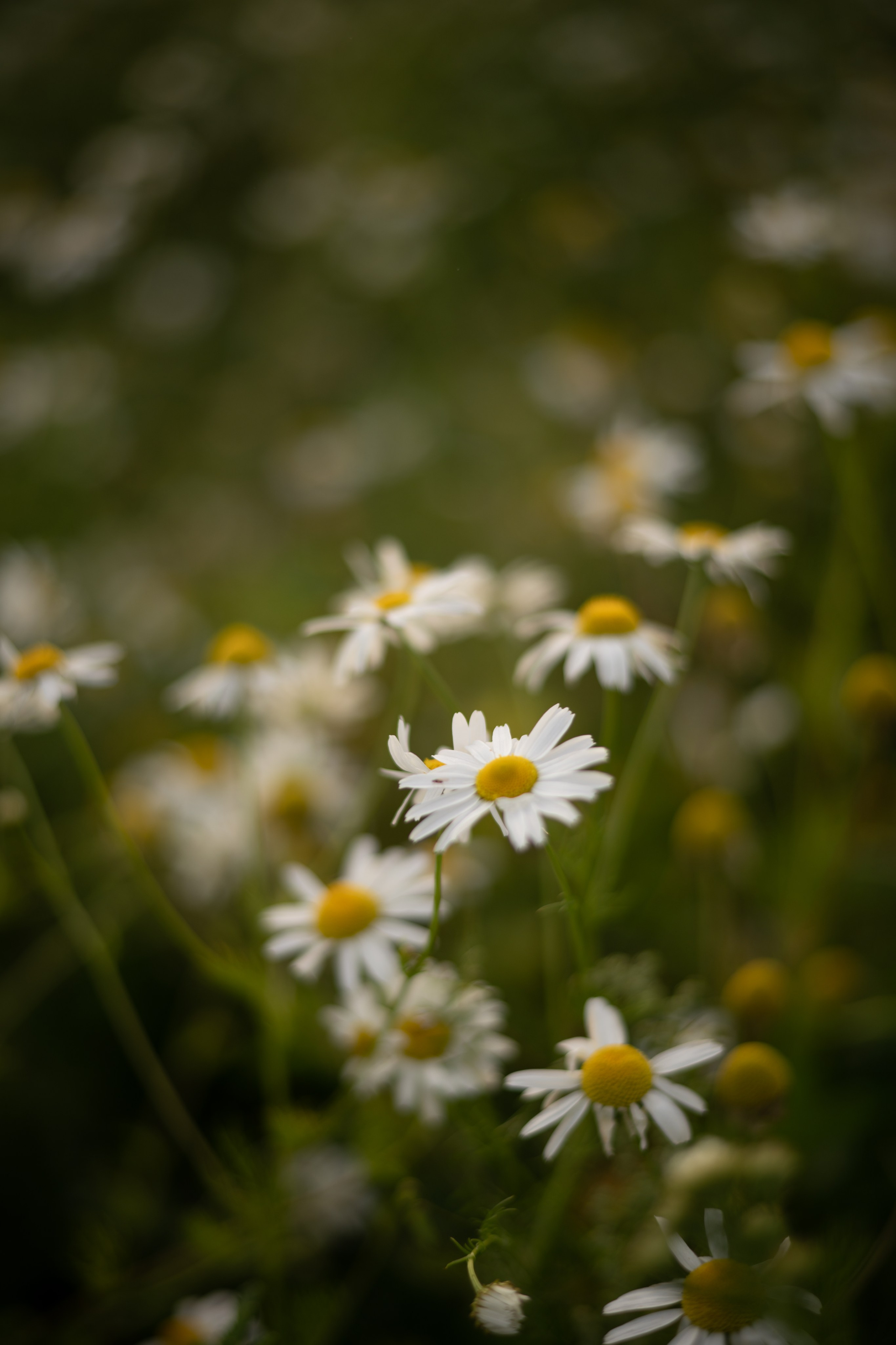 Илона и Леон. Детский и семейный фотограф в Санкт-Петербурге и Ярославле Павлова Гал