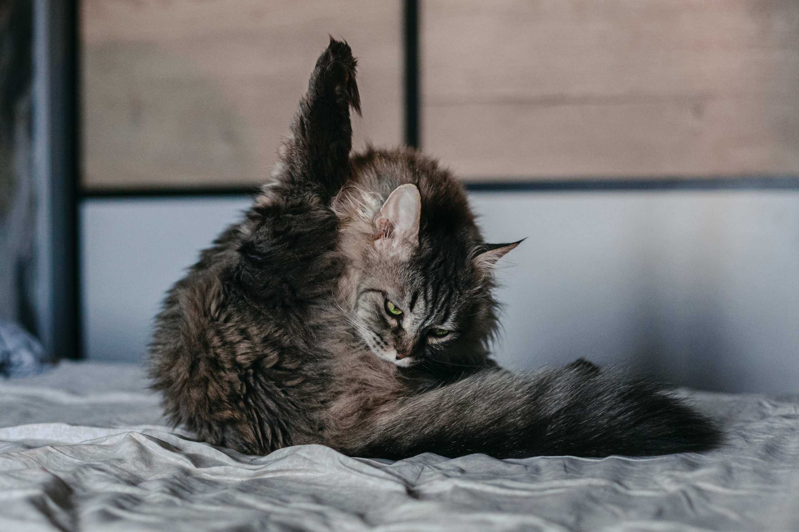 Домашняя фотосессия кота. Фотограф-анималист Татьяна Степанова