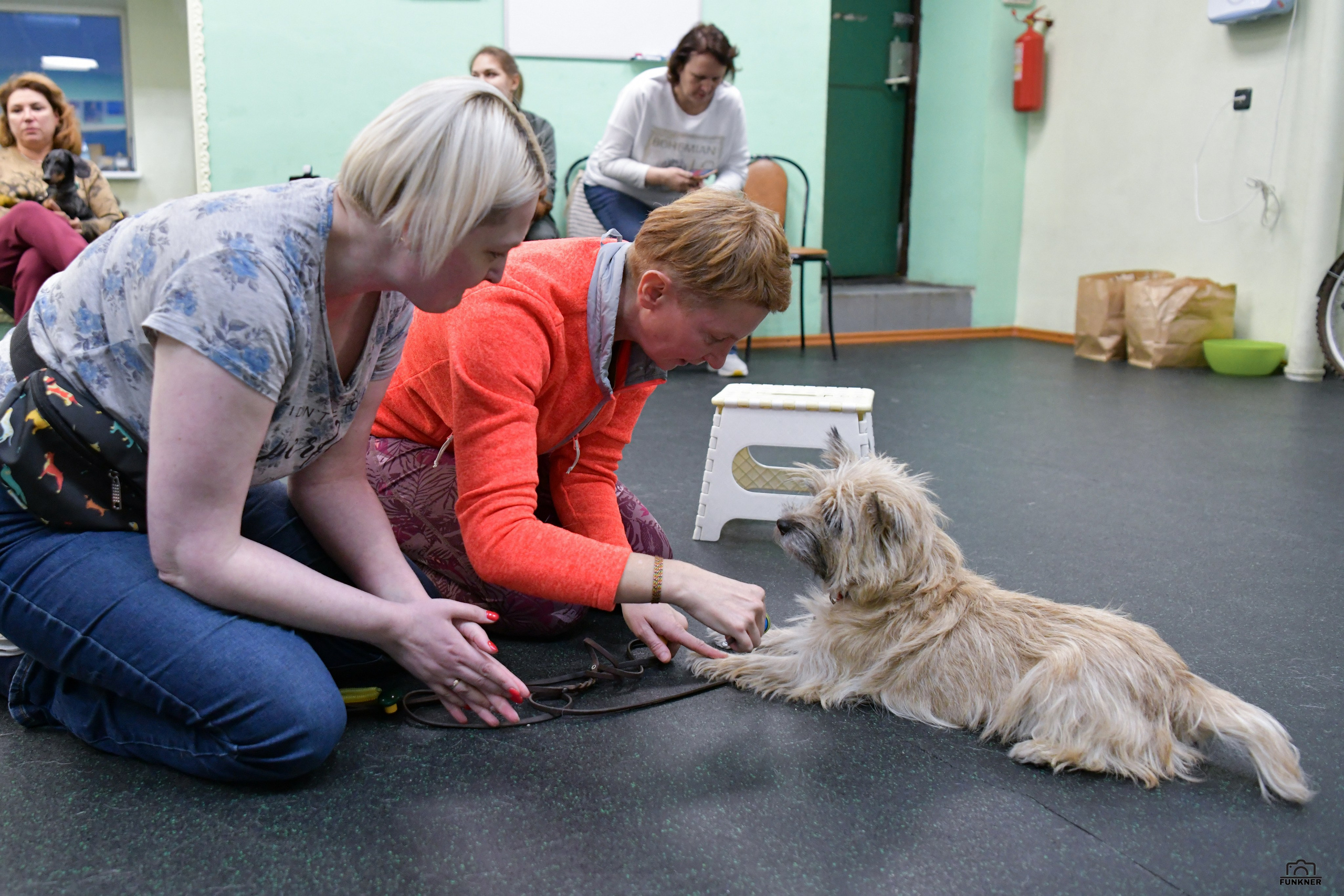 Кинологический клуб «Бодрый хвост». Свой взгляд через объектив