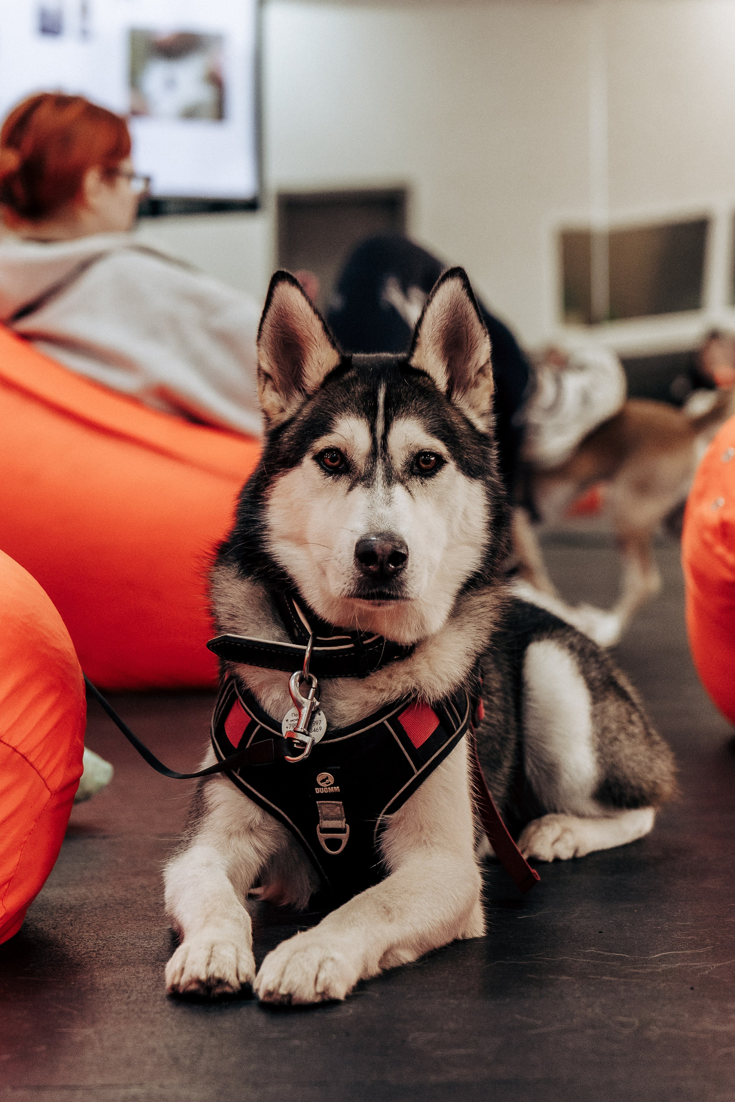 Репортажная фотосессия «День питомца-донора». Профессиональный фотограф в Санкт-Петербурге Александр Волосенцев