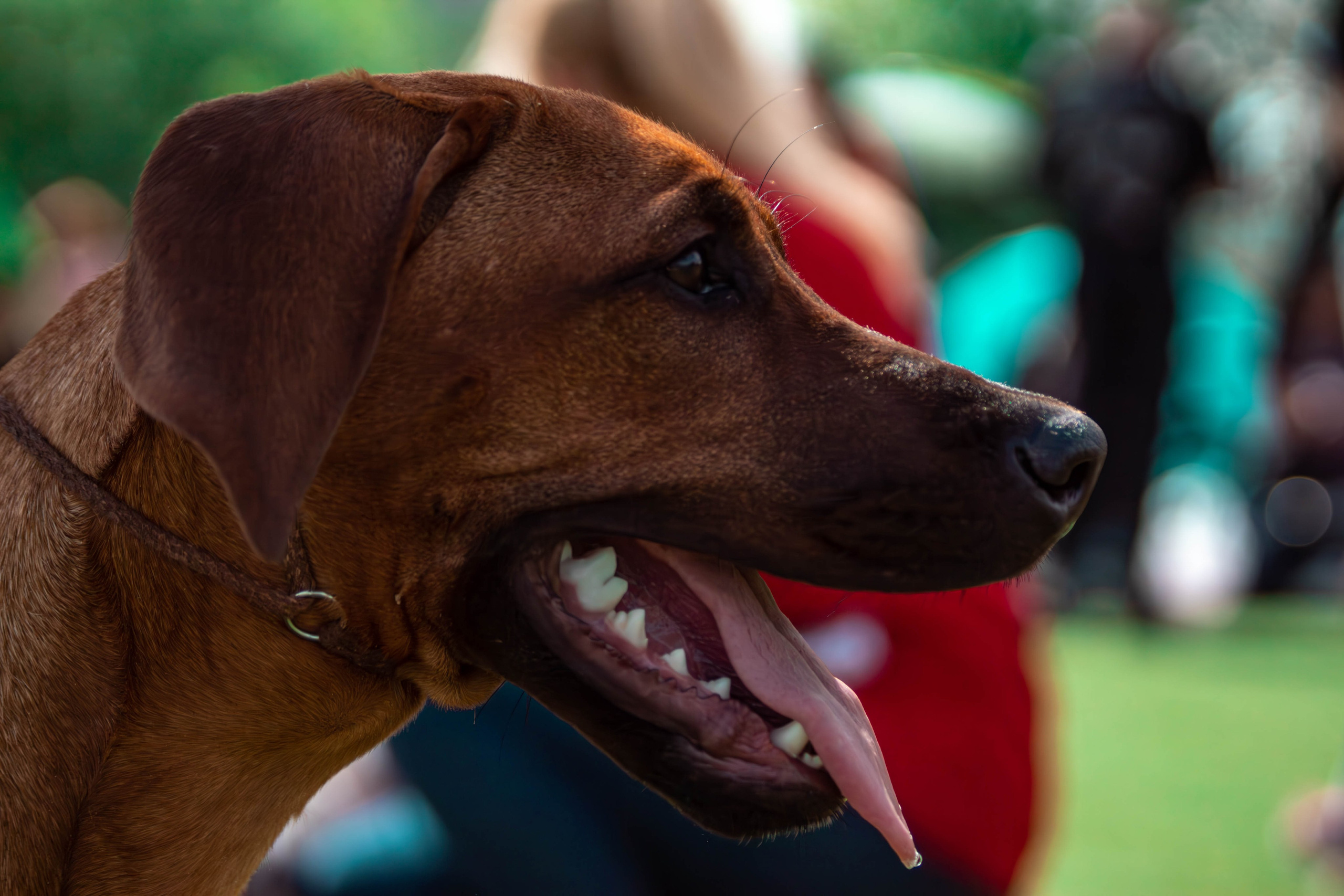 Тайский риджбек фотосессия