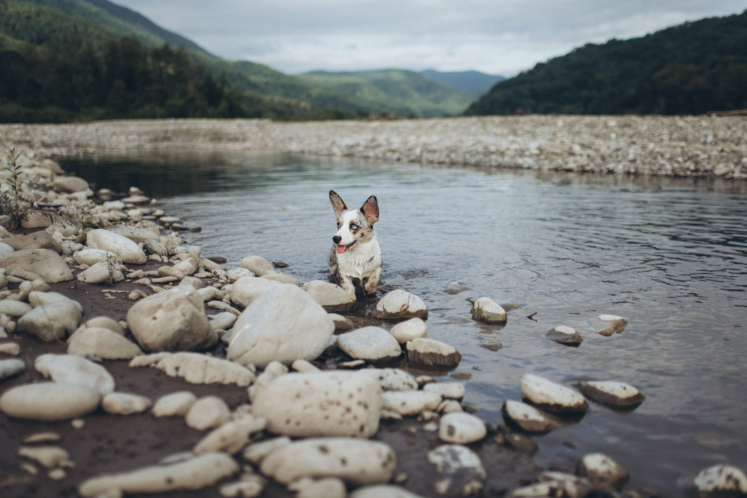 🐕 Катя и Дима 🐕. Фотограф в Сочи — Маргарита Поганова