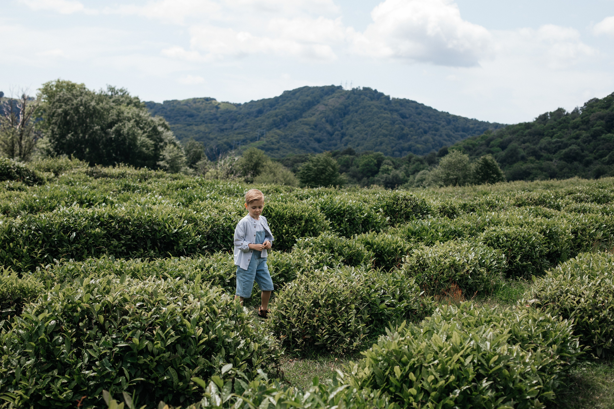 Tea plantation. Efimova Model Agency