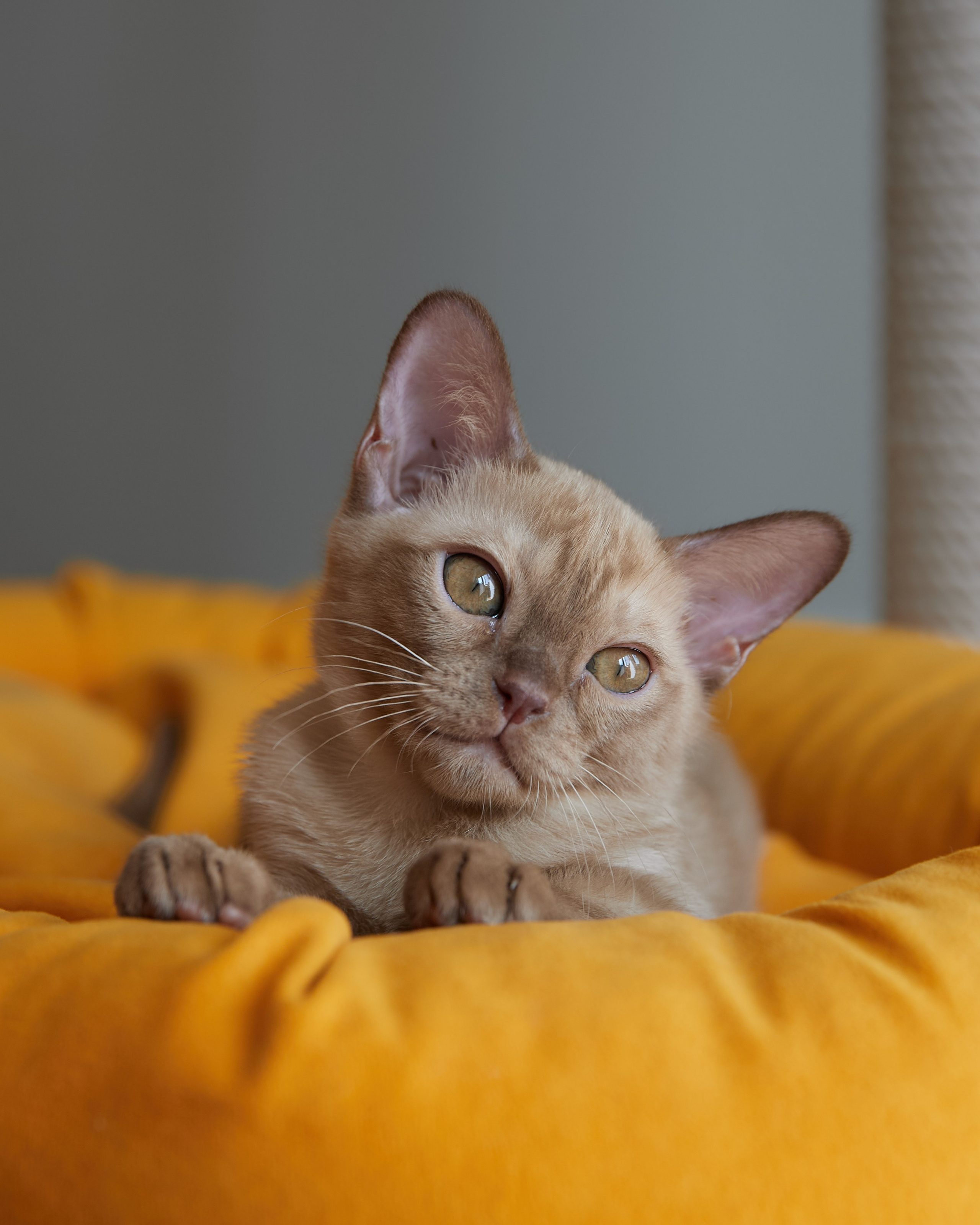 Afina (Магнитогорск). Питомник «Bouncy Life»