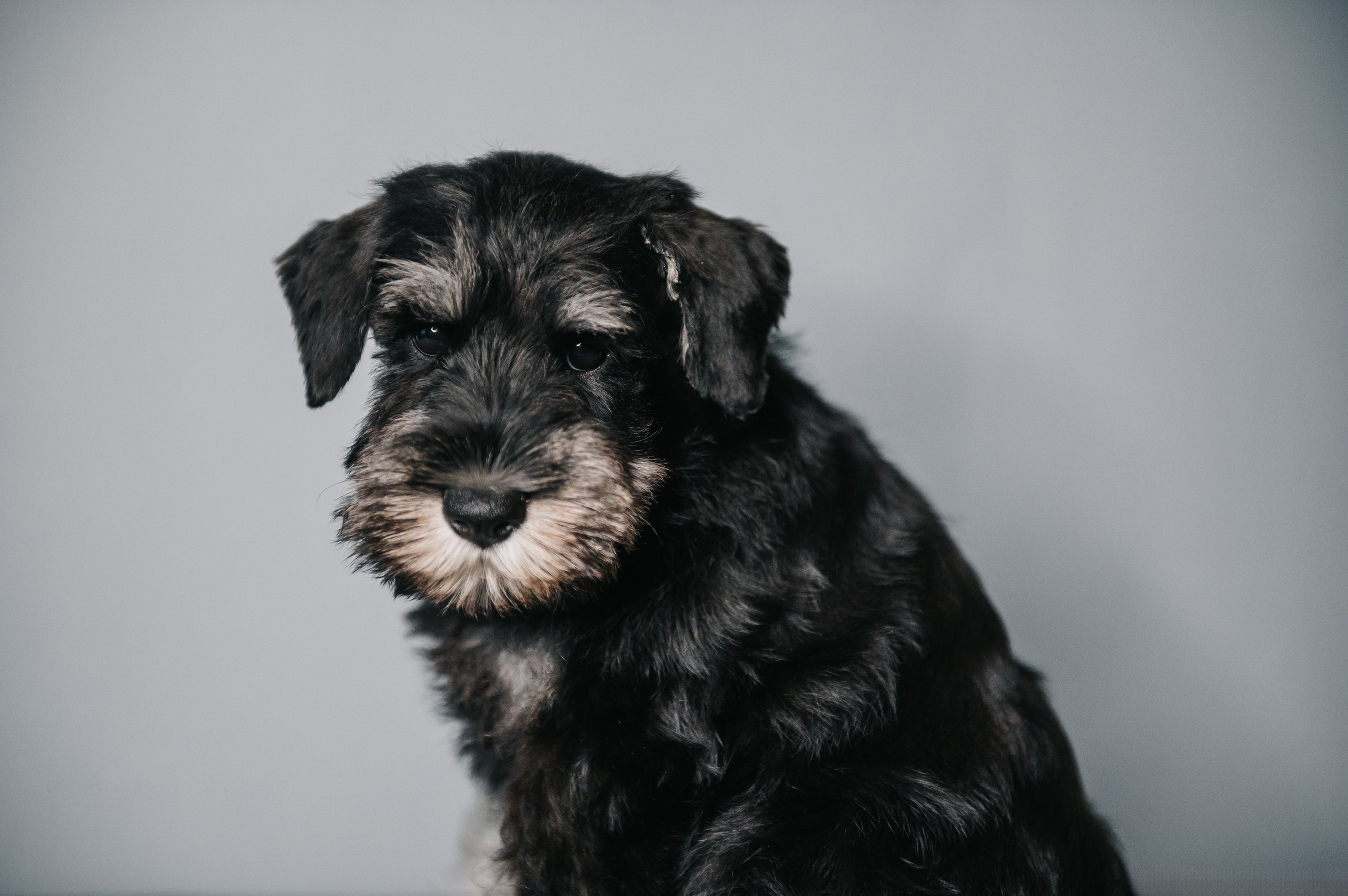 Цвергшнауцеры. Анна Пушина, фотограф, Москва, Королев, Пушкино