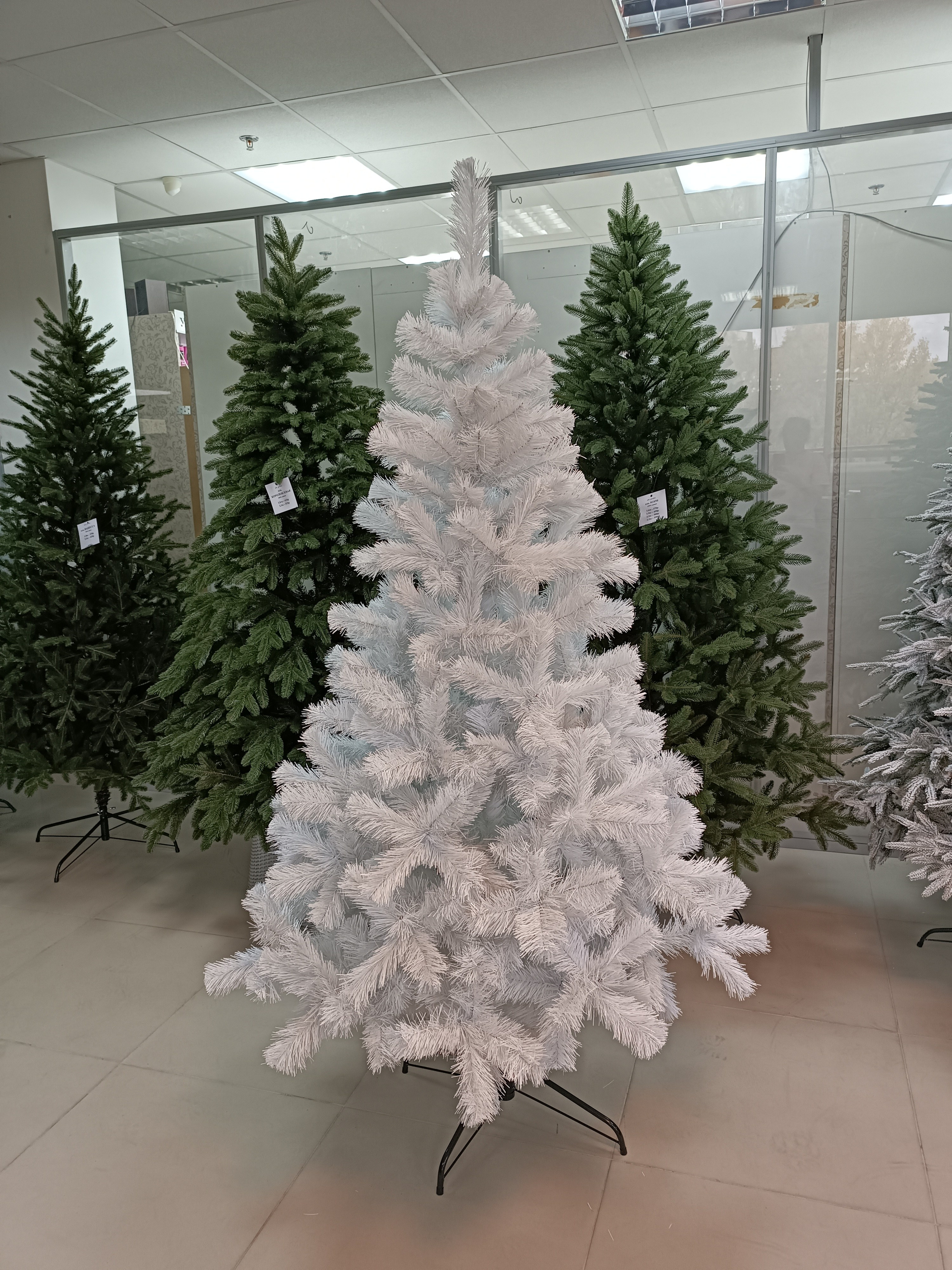 ИЗАБЕЛЬ. Elki_grodno