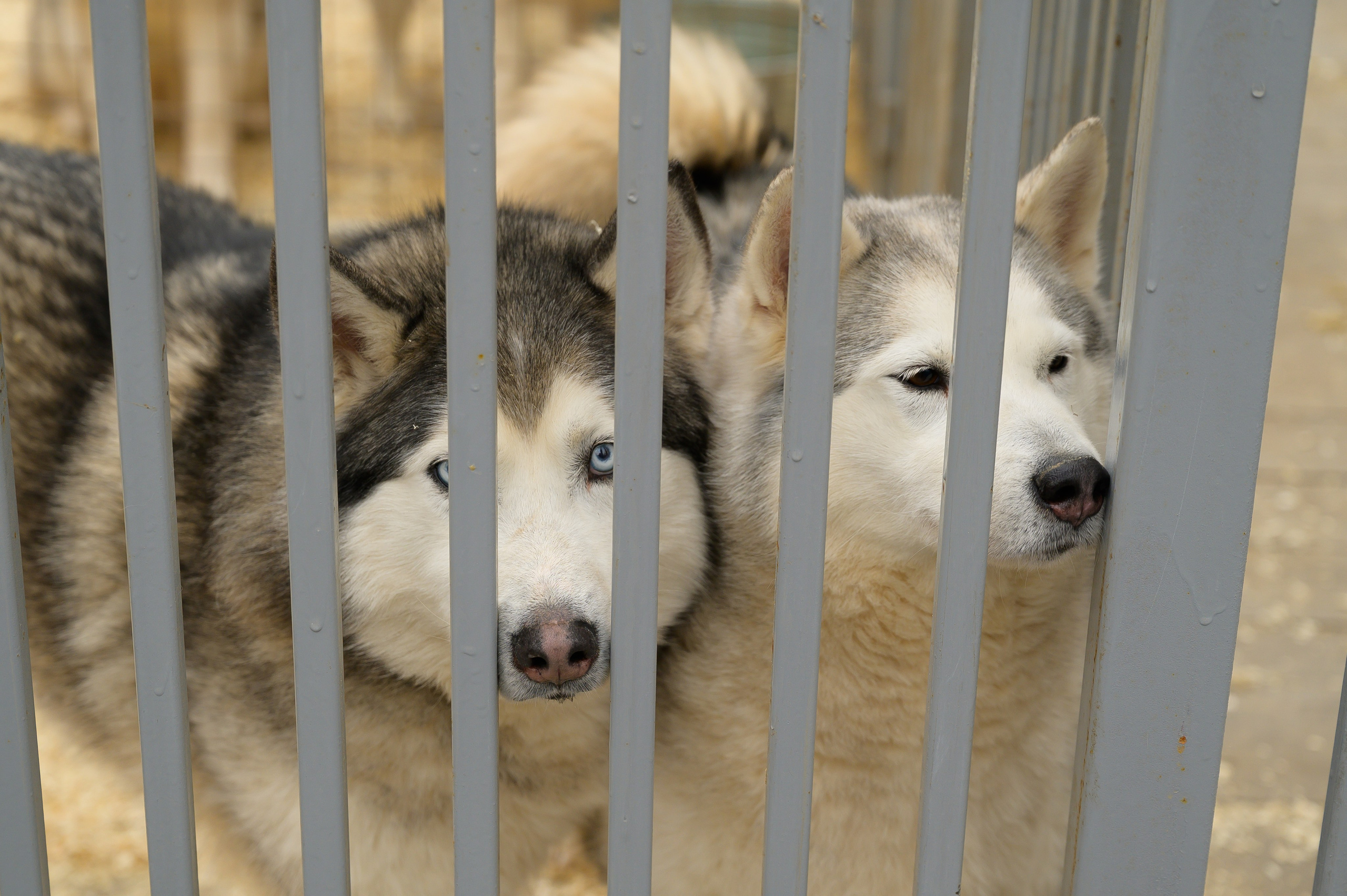 Открытие приюта для собак породы Хаски «Хаски дом»