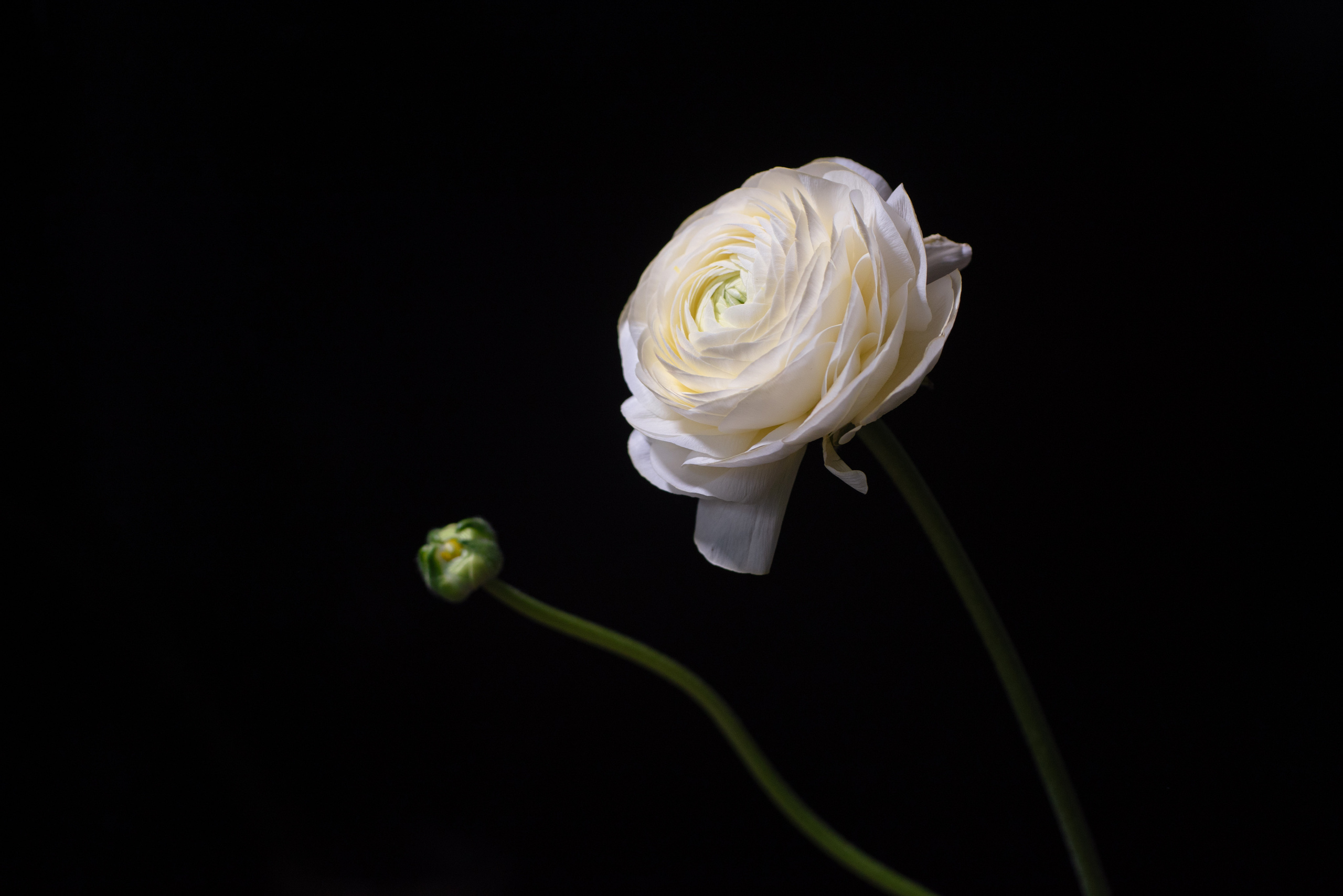 Утро невесты. Фотограф в Санкт-Петербурге Юлия Стехова