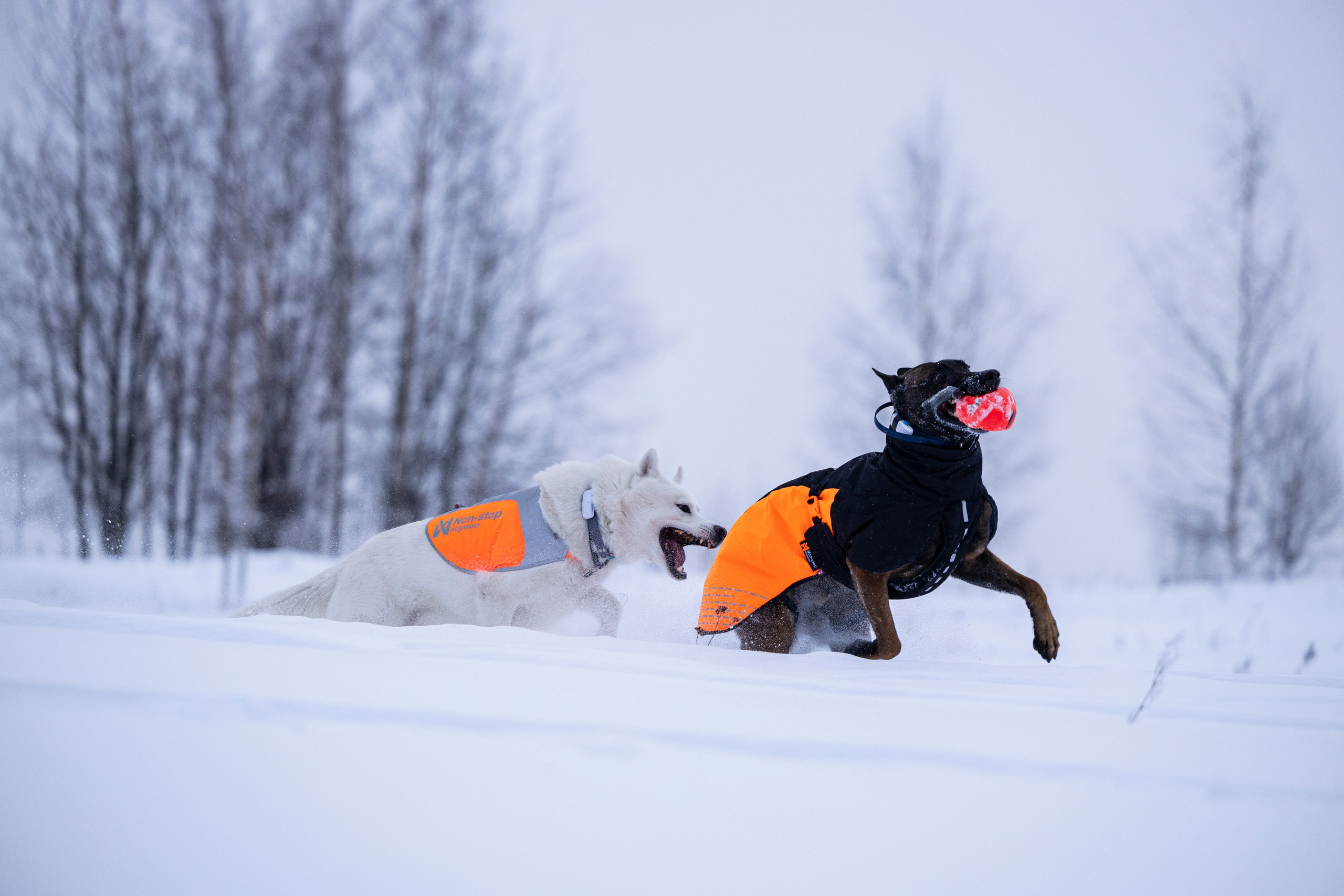 Рики и Гаруда. Фотограф-анималист Анна Маринич