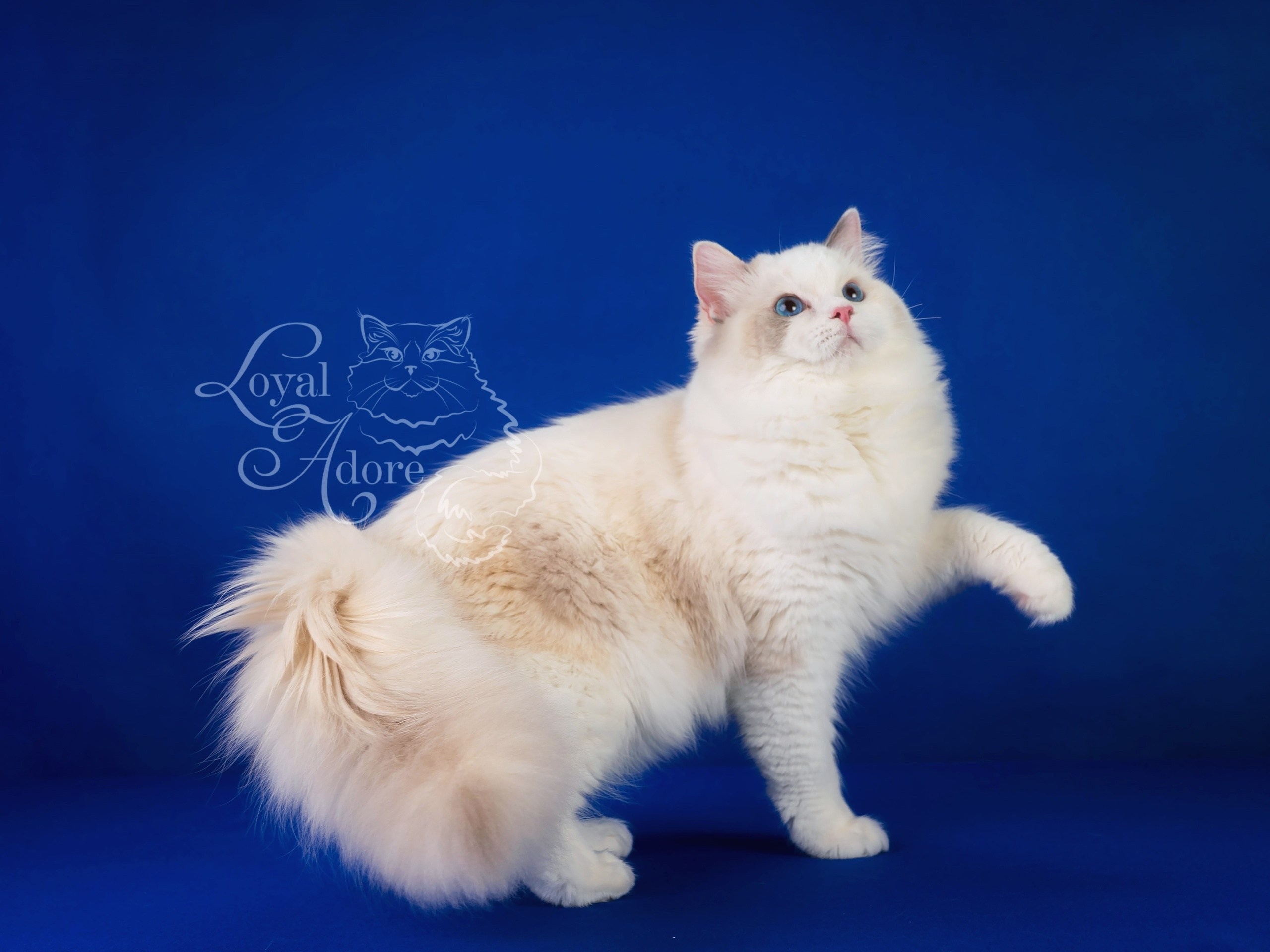 Кошки производители Loyal Adore. Питомник рэгдолл Loyal Adore