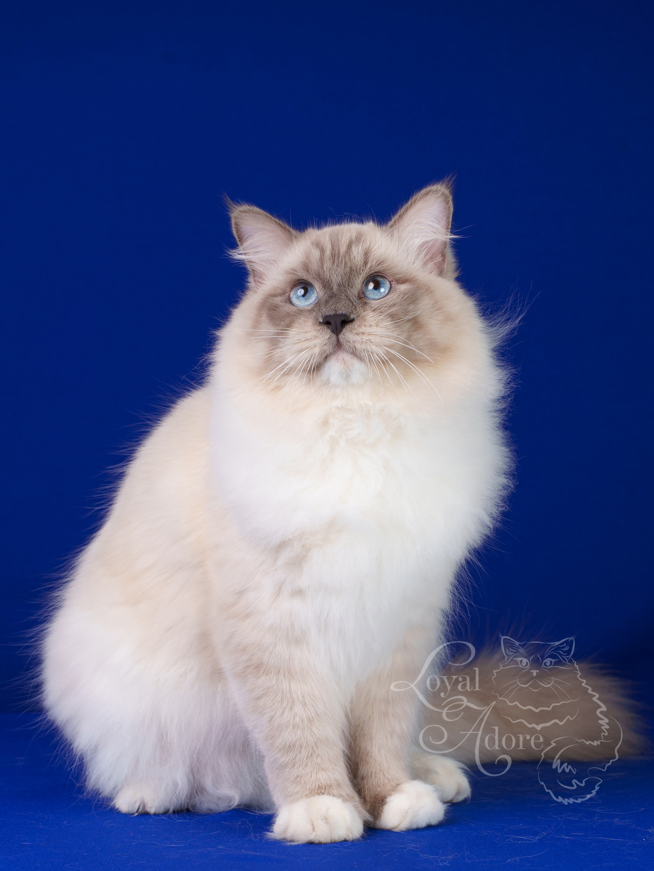 Коты производители Loyal Adore. Питомник рэгдолл Loyal Adore