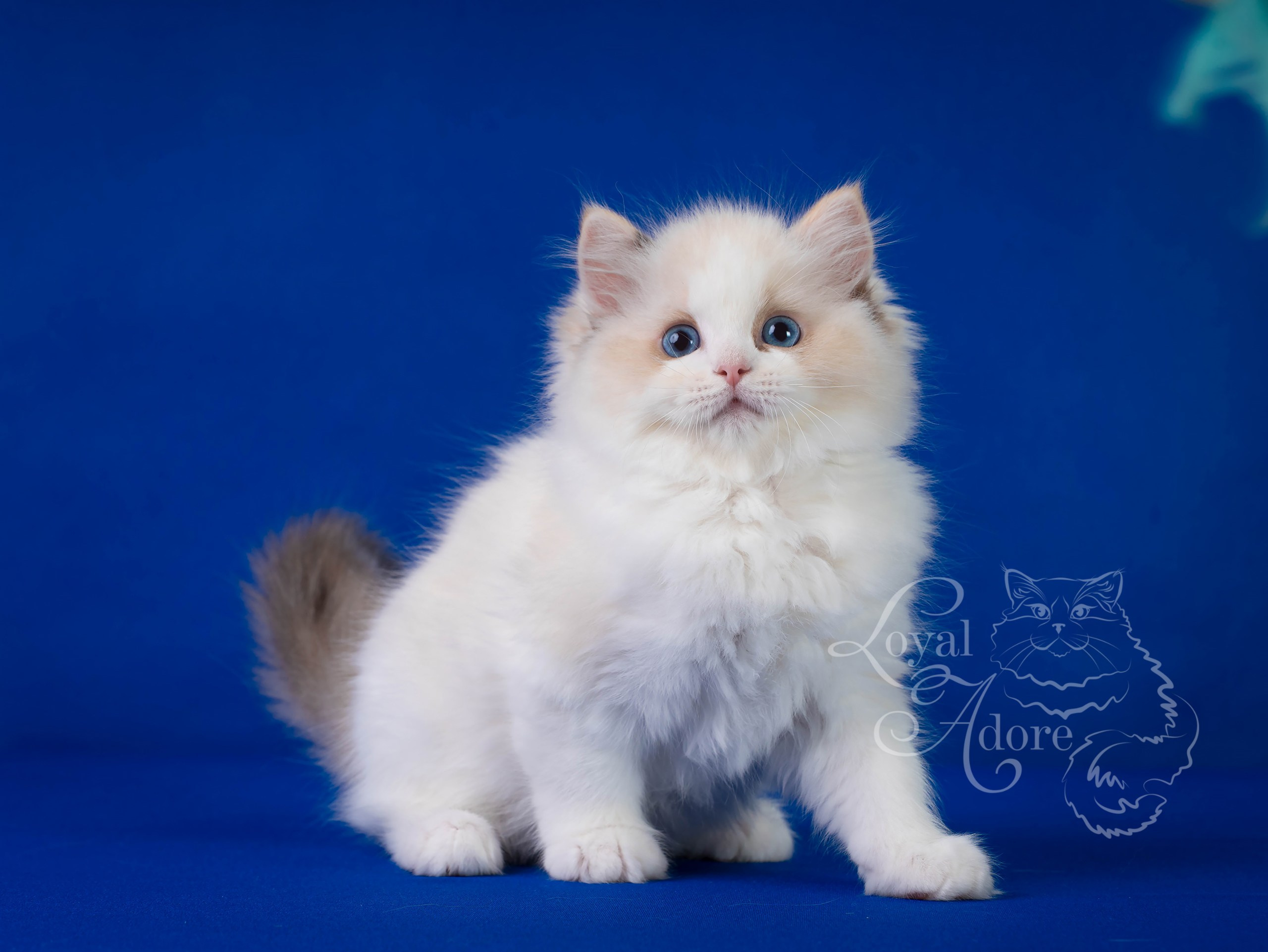 Кошки производители Loyal Adore. Питомник рэгдолл Loyal Adore