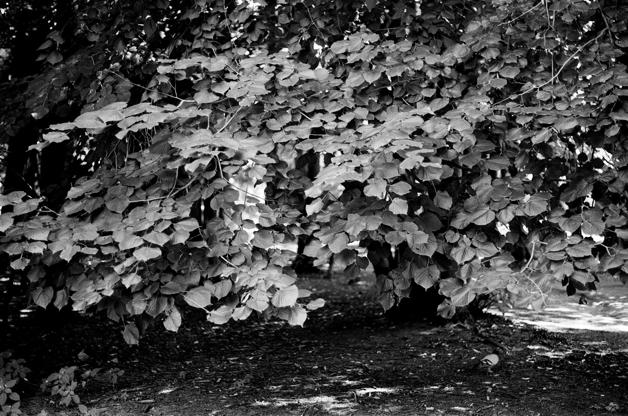 Нескучный сад и Остоженка. Другой Павел Поцелуев. Фотограф в 2025 году