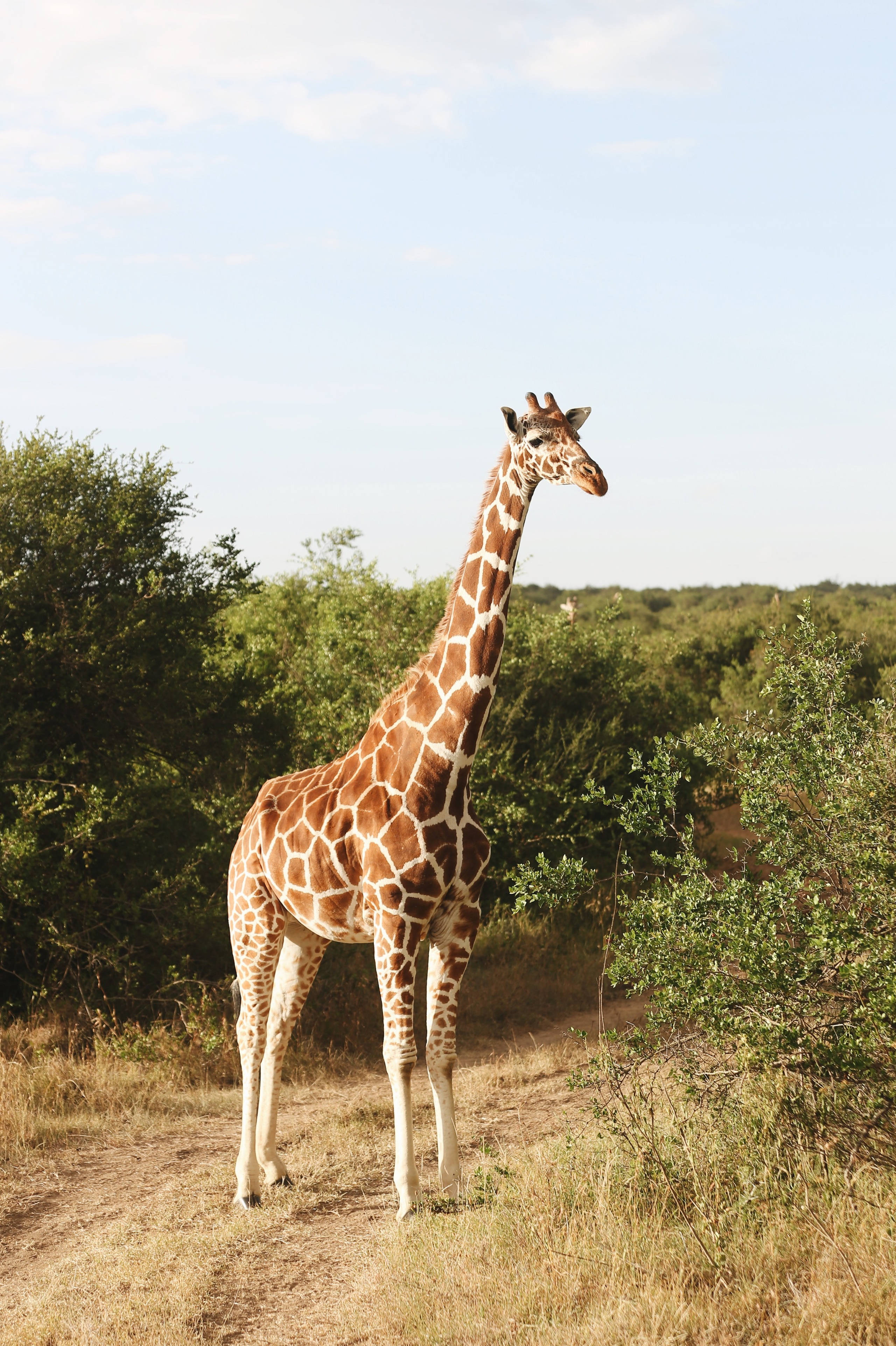 Kenya. Safari. Ekaterina Buneeva Photography