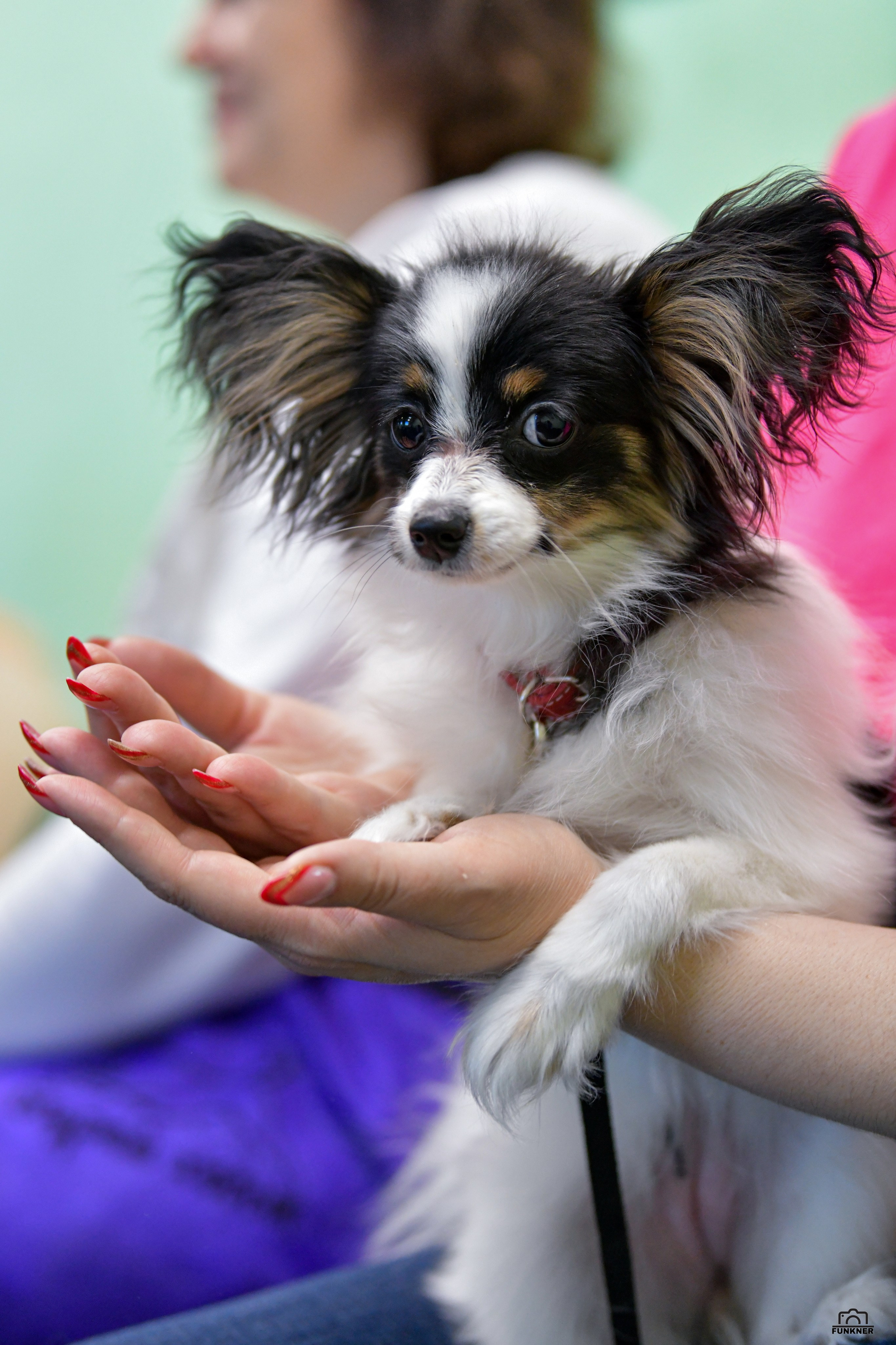 Кинологический клуб «Бодрый хвост». Свой взгляд через объектив