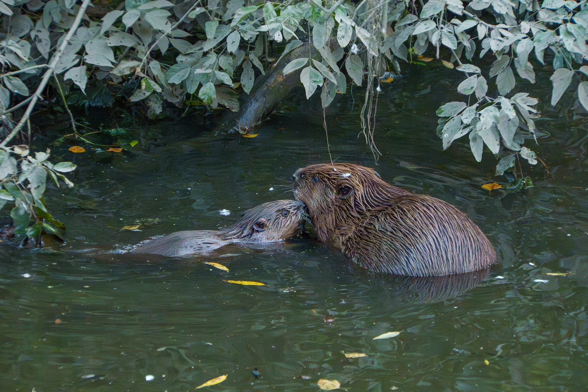 Животные. Ваш личный фотограф Марина Волкова