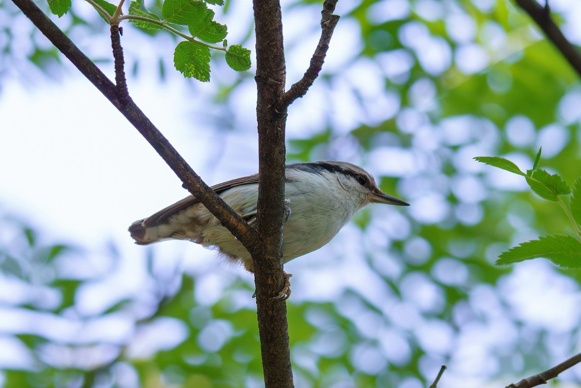 Удивительные мир птиц. Вокруг нас столько прекрасного — присмотритесь!. Ваш личный фотограф Марина Волкова