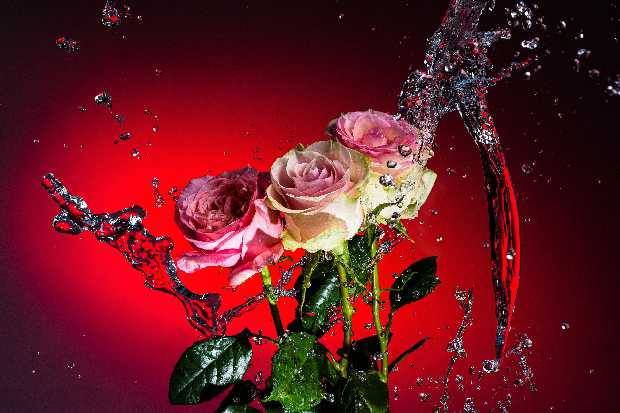бело-розовые розы на красном фоне с водными всплесками