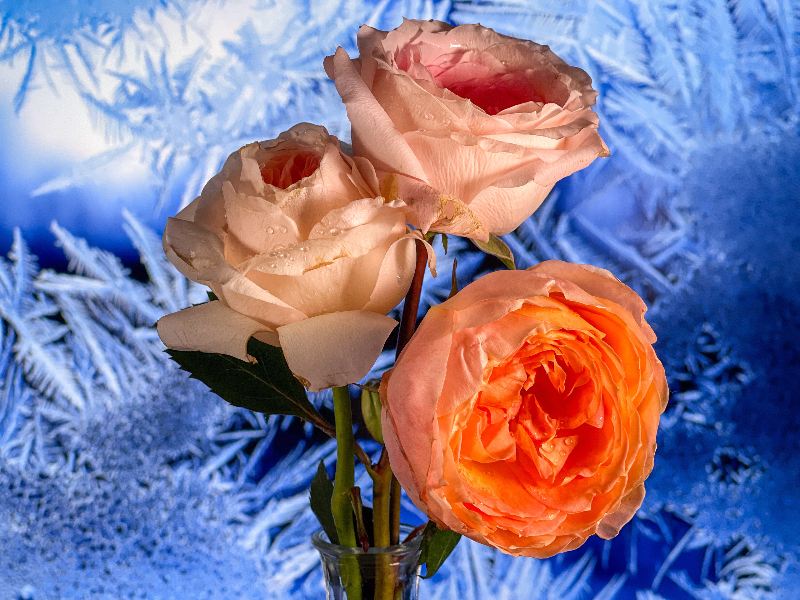 пионовидные розы на фоне окна с морозными узорами