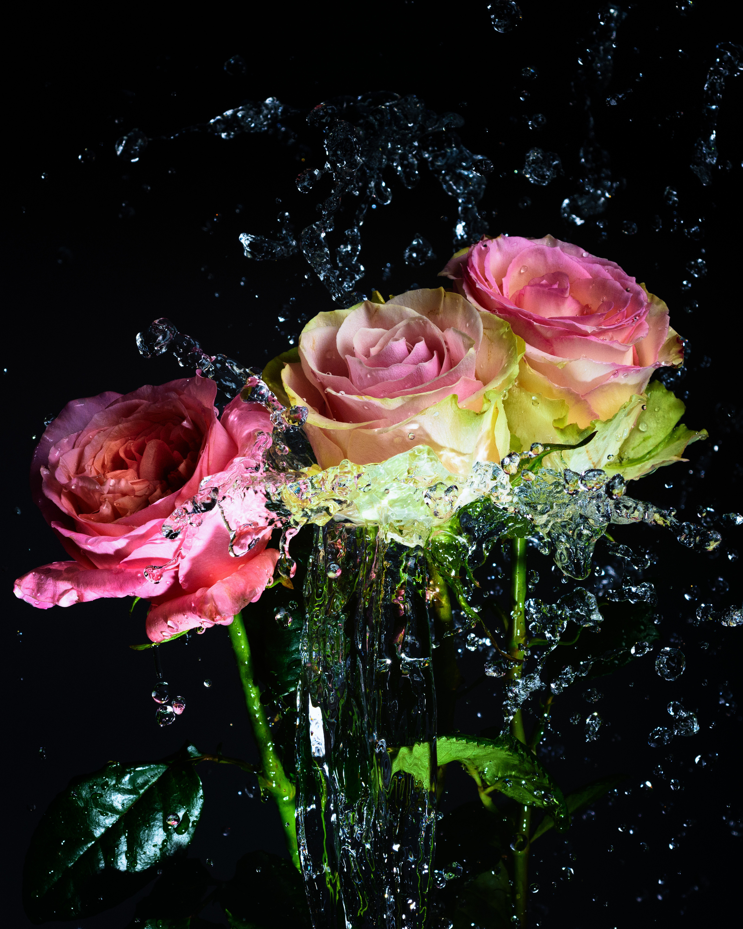 бело-розовые розы на черном фоне с всплесками воды
