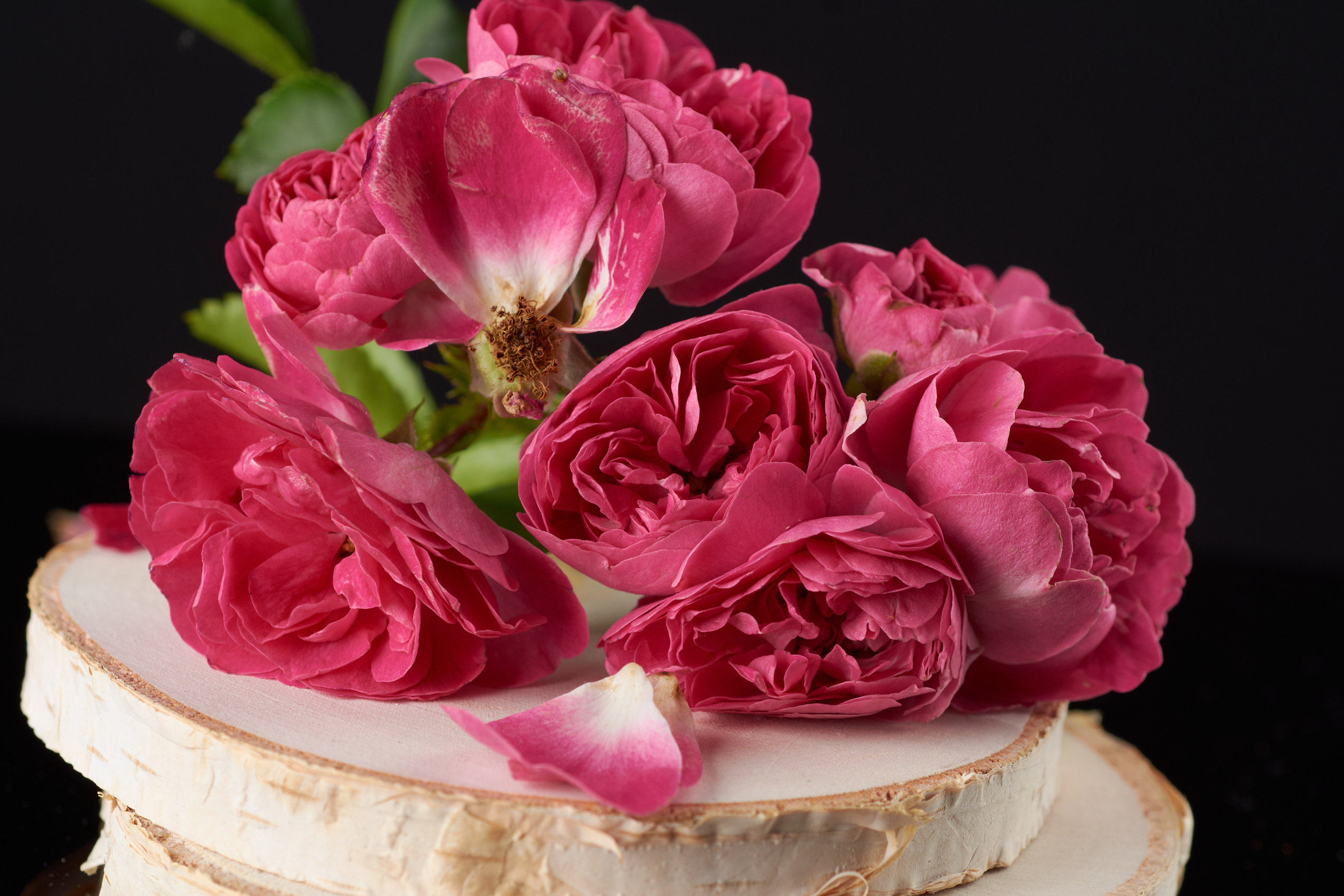 макро композиция из пионовидных кустовых роз